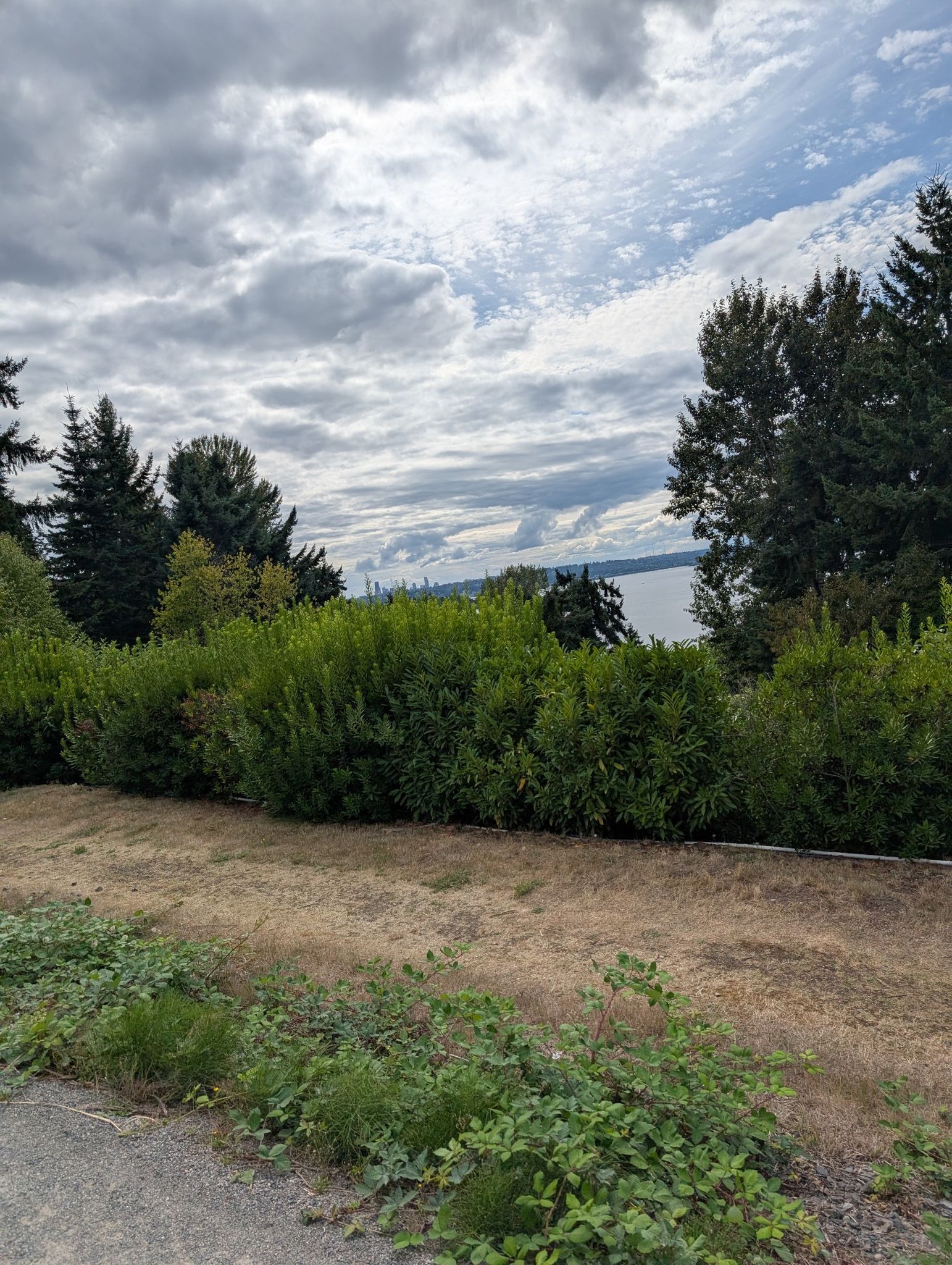 Overcast view of dense green bushes, trees, and distant water. - Cross Kirkland Corridor