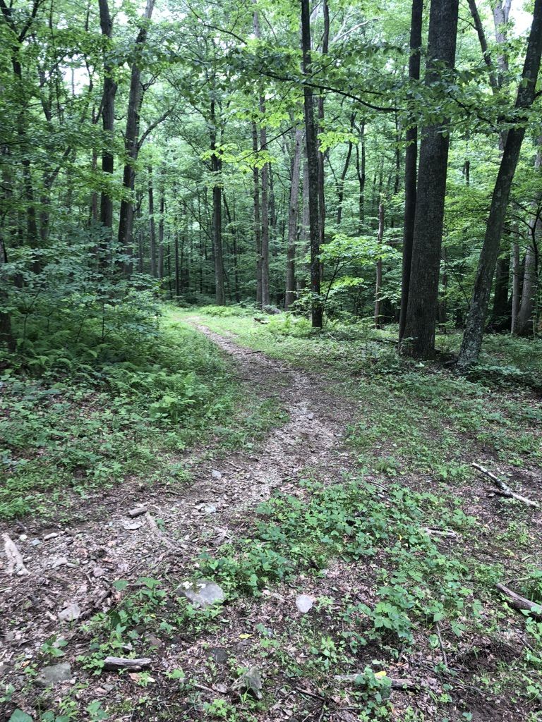 A dirt path winds through a dense, green forest under diffused light. - Copper Run and Kepner's Knob Trail Loop