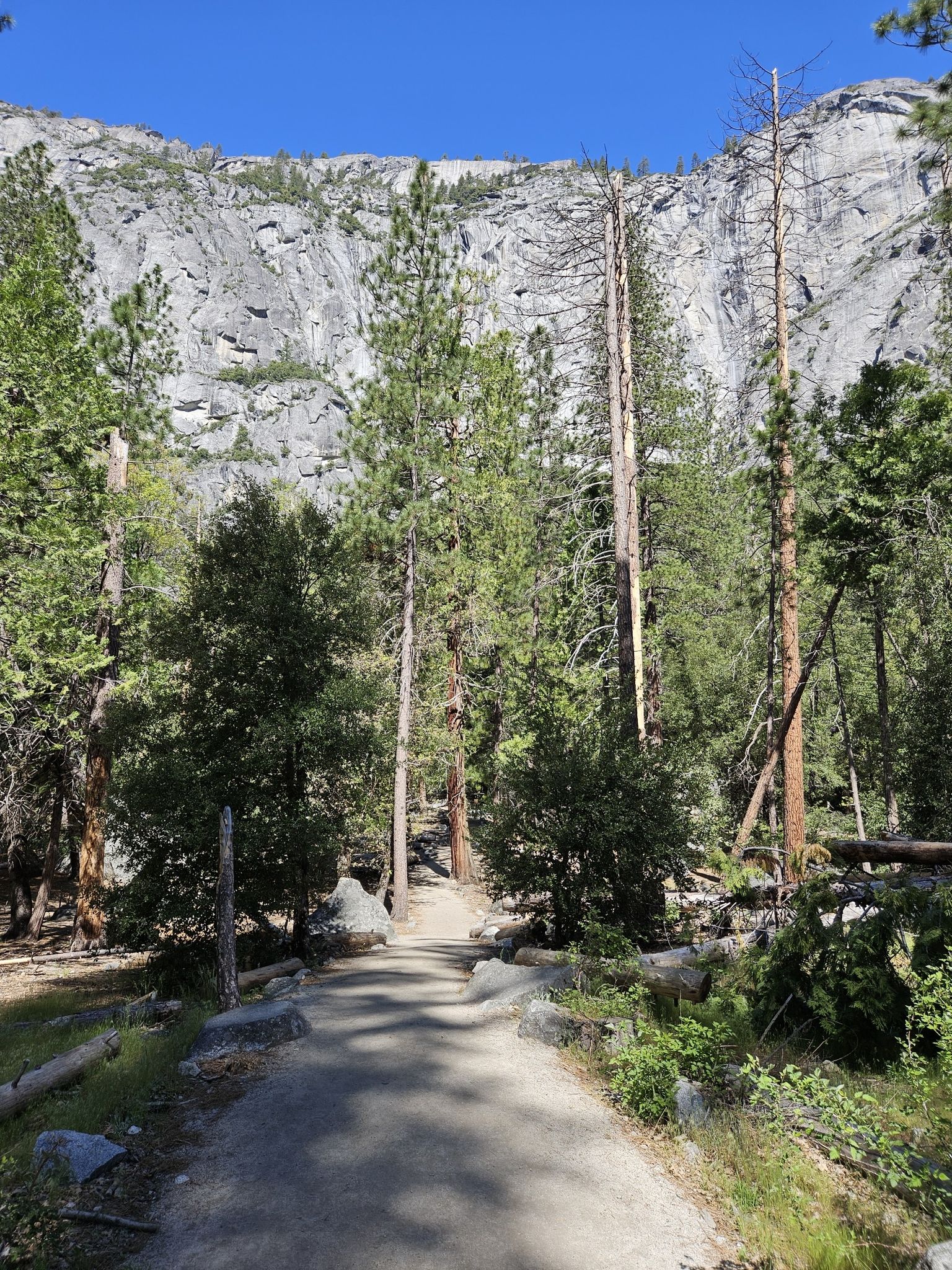 A dirt path through tall pines, leading to a massive rock face. - Upper Yosemite Fall Trail