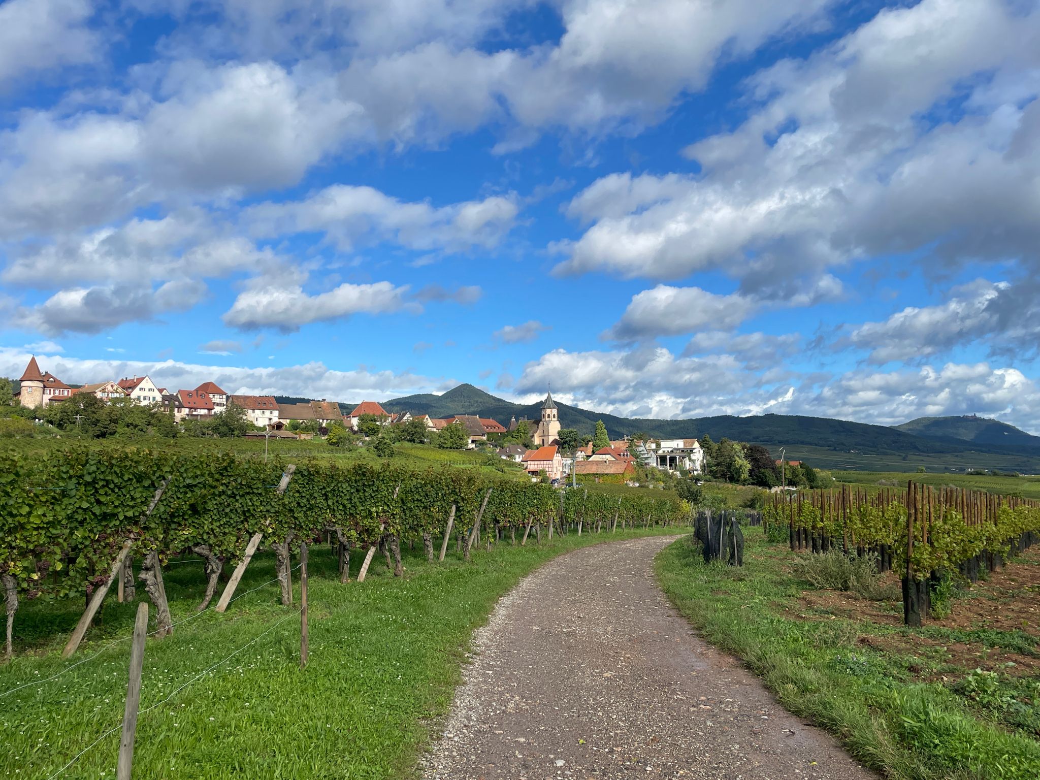 Blick auf Zellenberg und im Hintergrund rechts das Château du  Haut-Kœnigsbourg