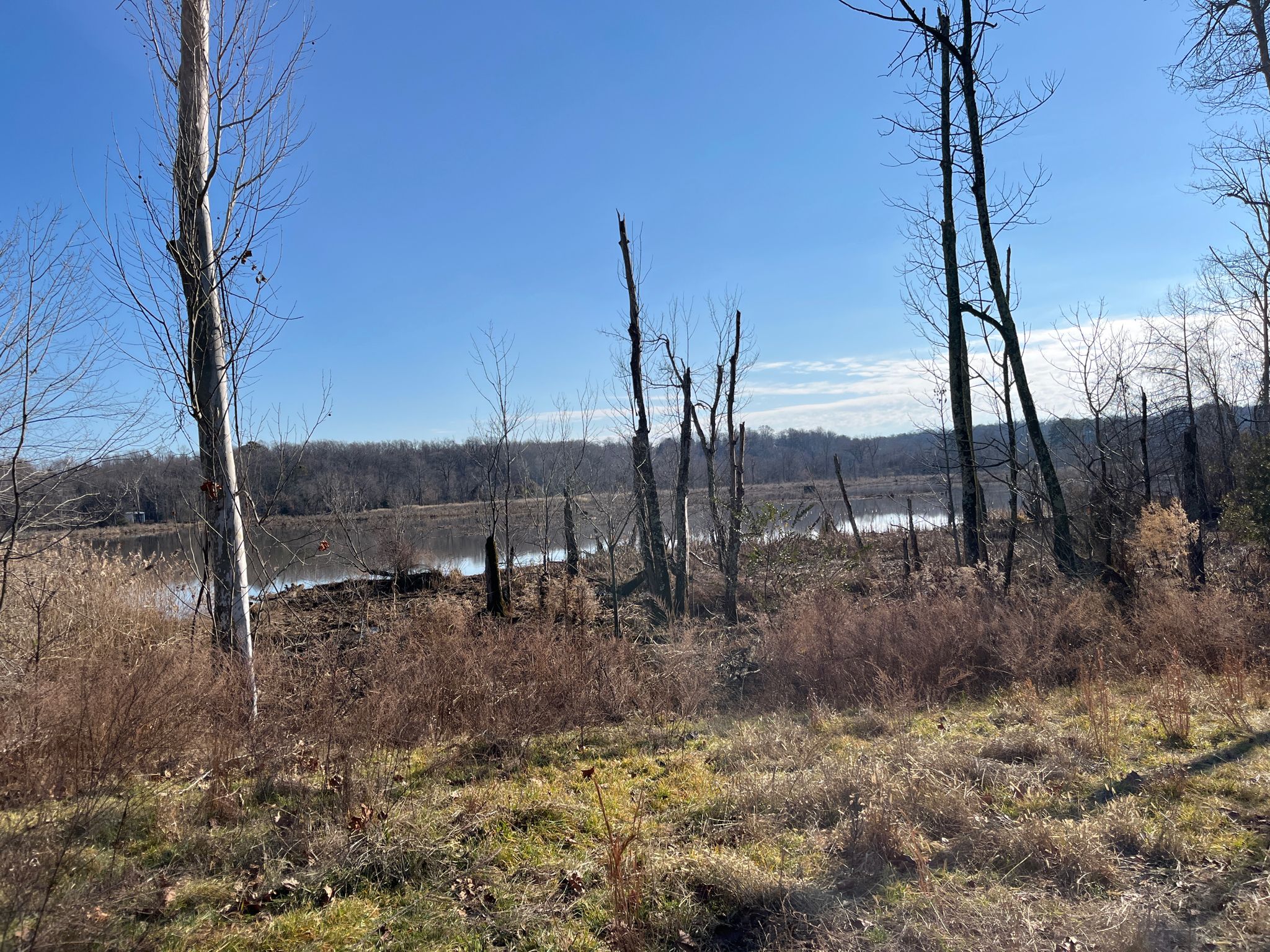 Sunny wetland with bare trees, still water, and dry grass. - Dutch Gap Trail
