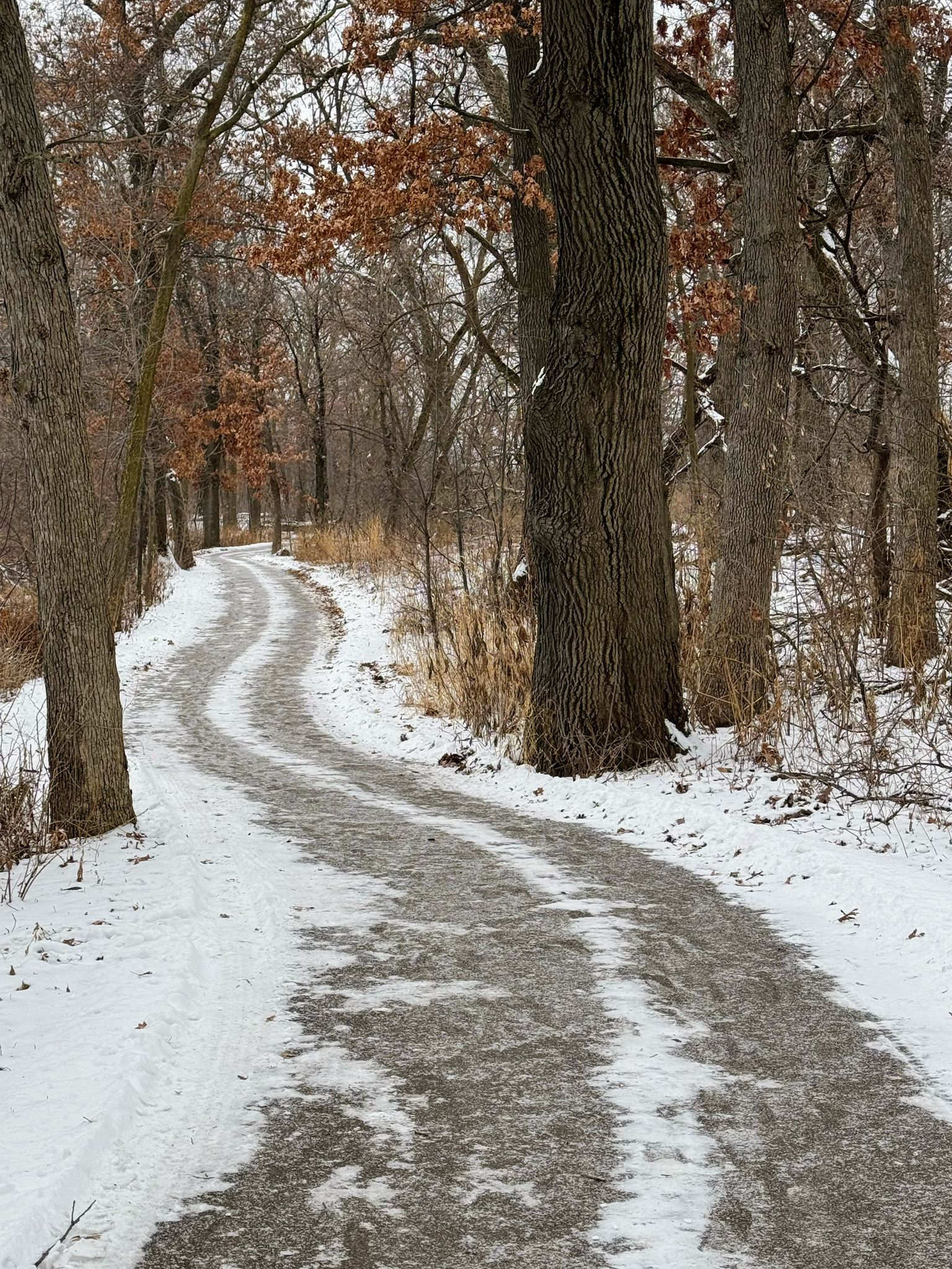 A winding, icy path through a snow-covered winter forest on an overcast day. - Langton Lake Park loop