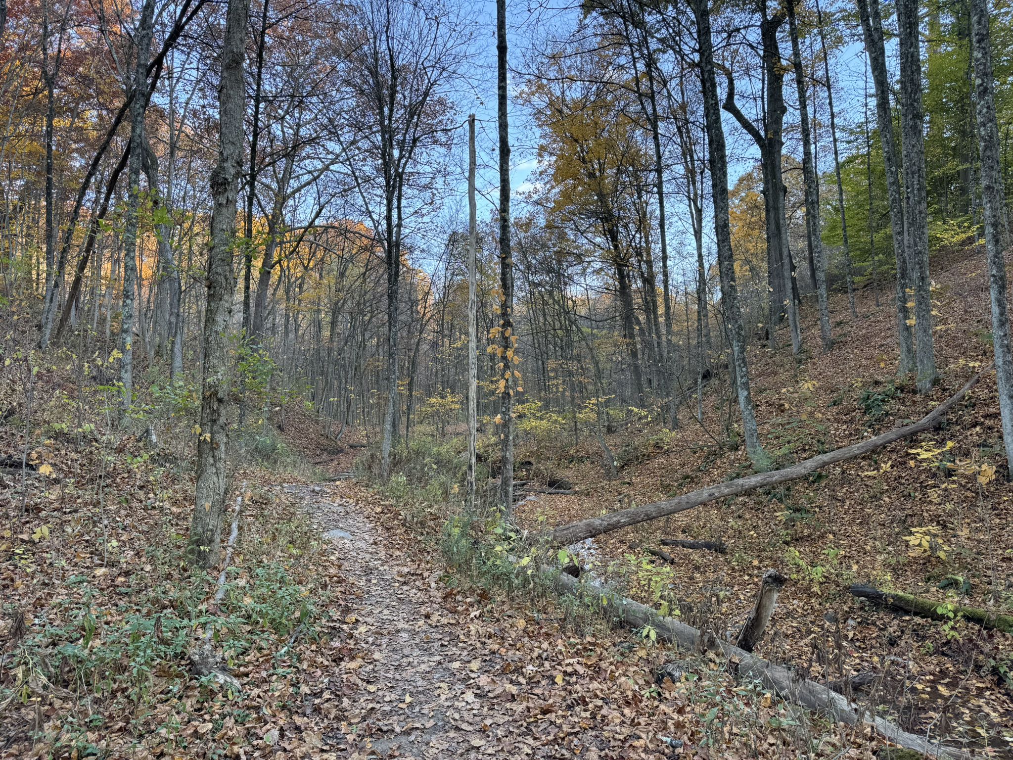 A narrow dirt path through an autumn forest with fallen leaves. - Pinkertons Run Pond – Settler’s Cabin Waterfall loop from Settlers Ridge Shopping Center