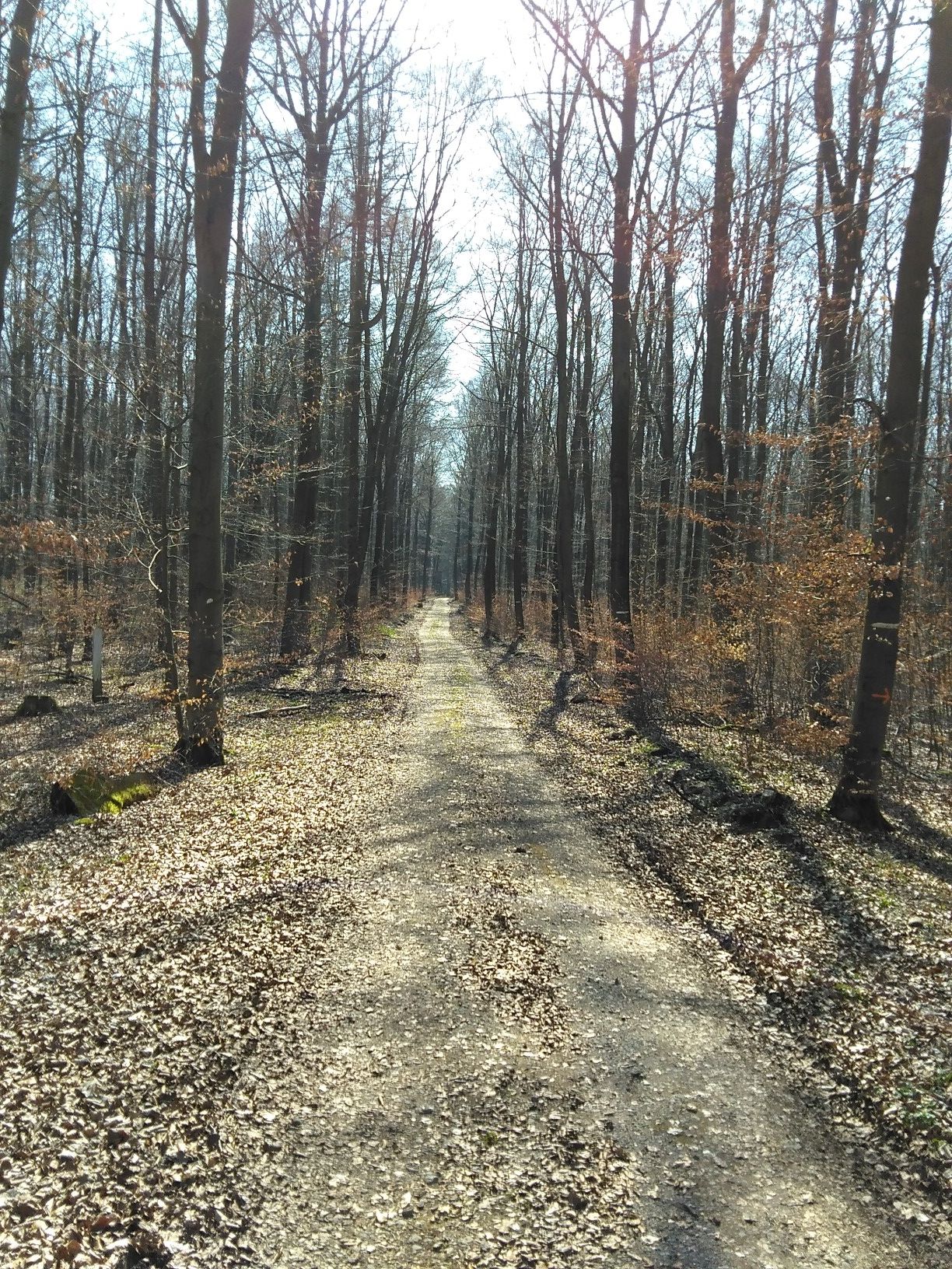 Wald