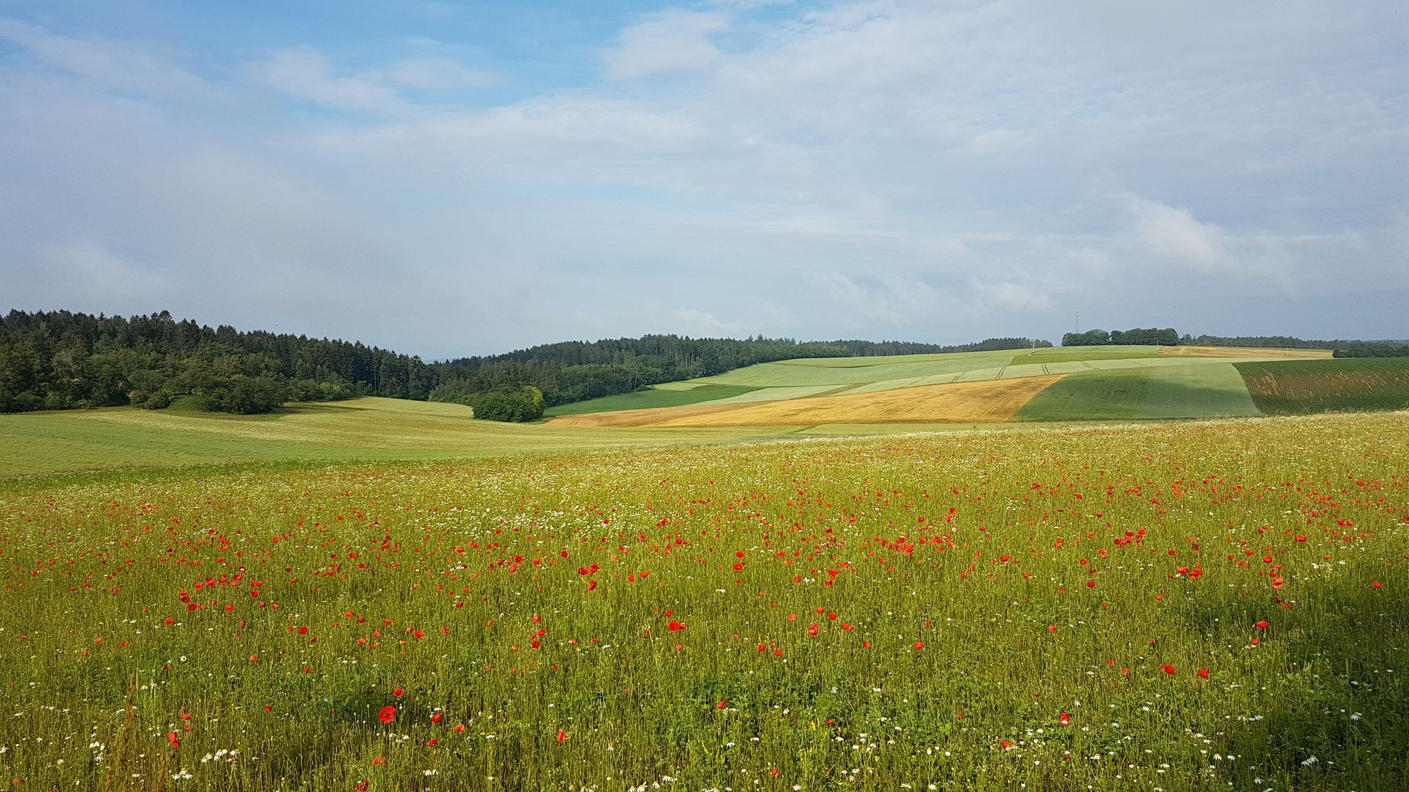 schöne Aussicht auf die Felder