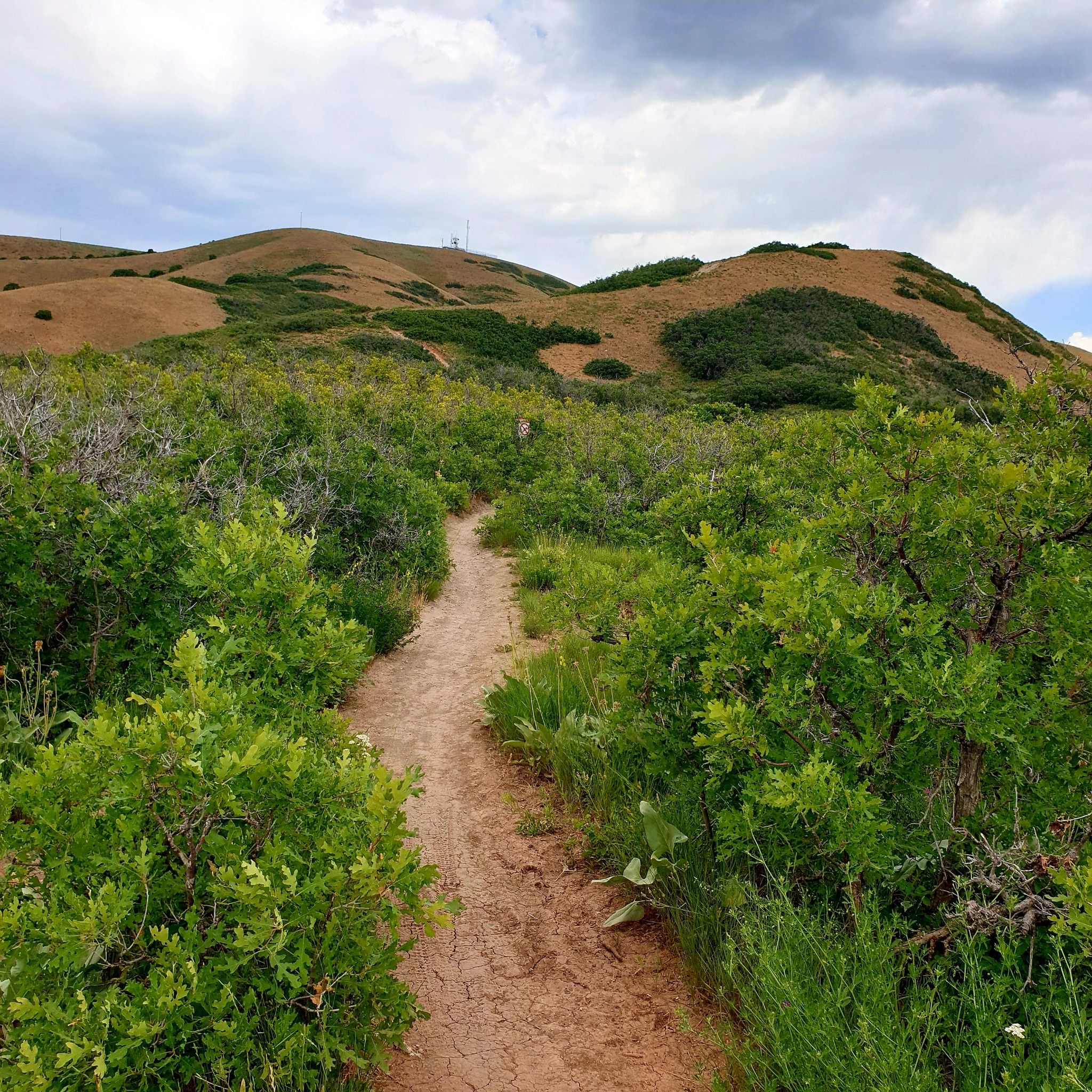 Narrow dirt path winding through dense green bushes under a cloudy sky. - Ensign Ridge Trail