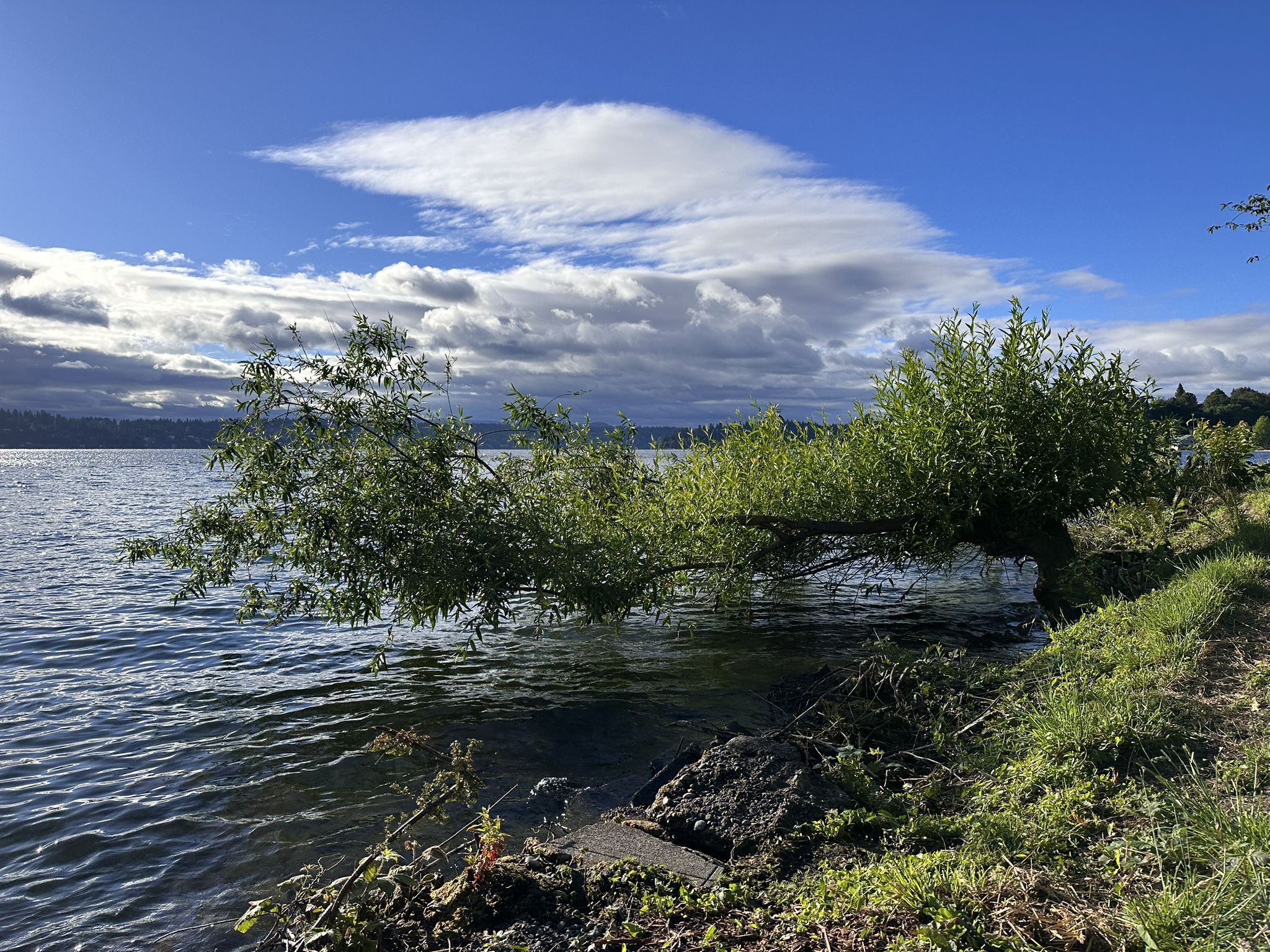 Tree branch over a lake with green foliage under a partly cloudy sky. - Andrews Bay – Lakeview Park loop from Othello