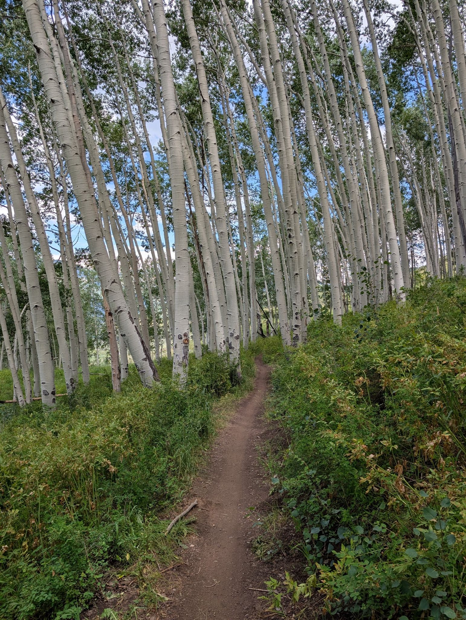 Narrow dirt trail winding through a dense grove of tall white trees. - Lupine 2, Smith Hill Road, and Lupine 1
