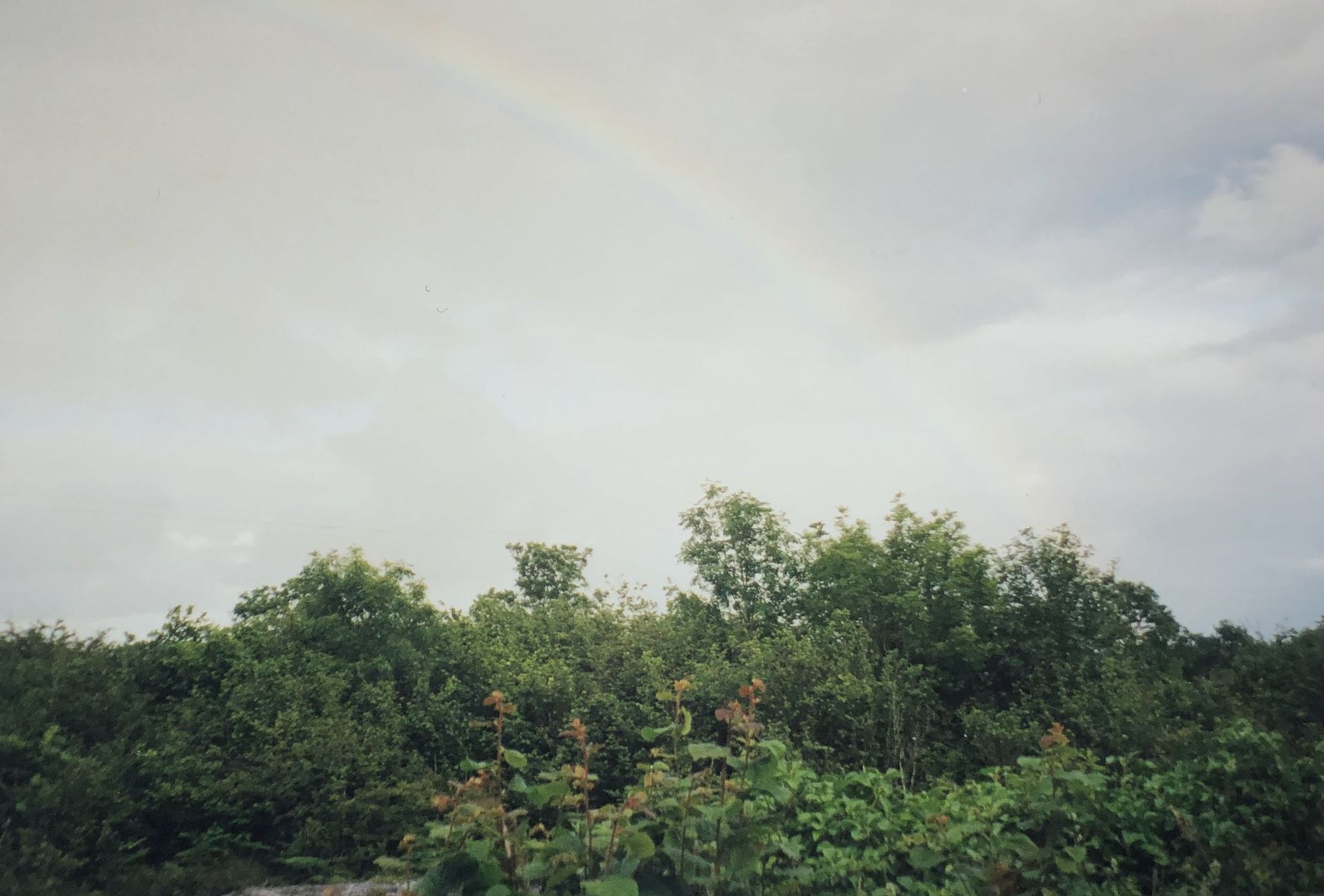 Regenbogen