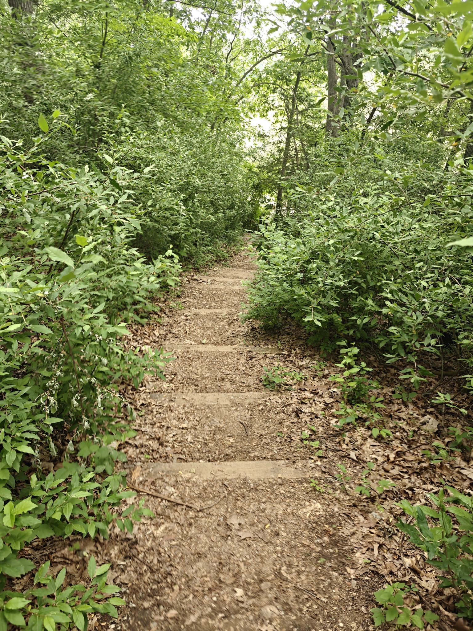 A dirt path with steps ascends through a dense green forest. - Penosha Trail loop