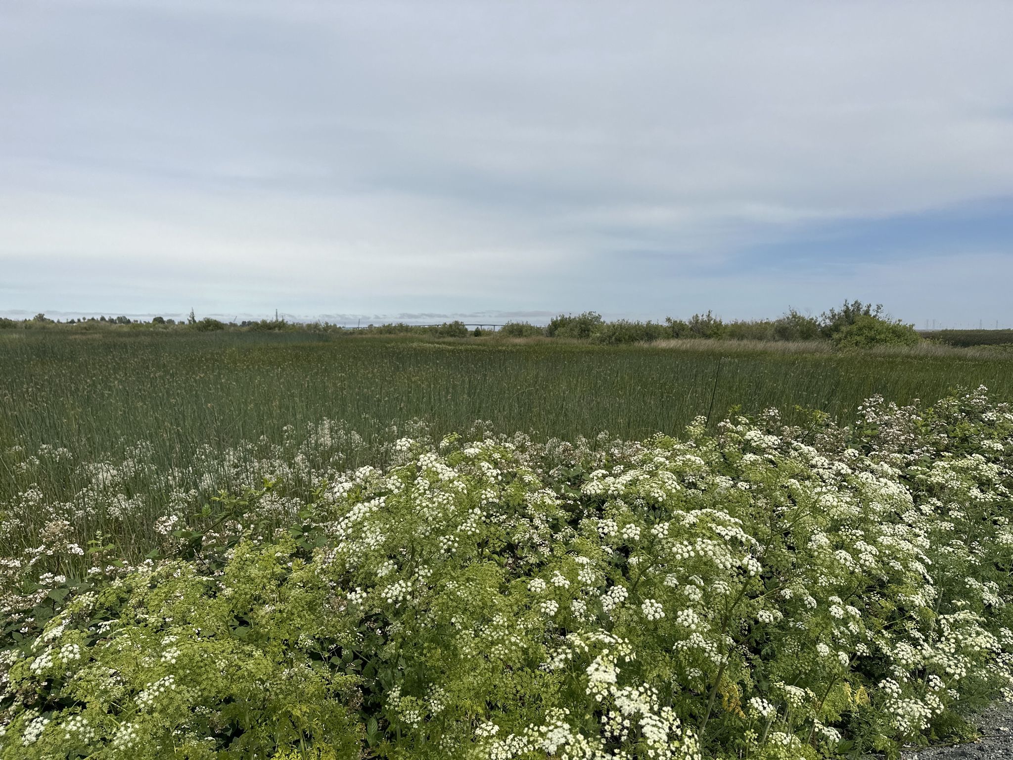 Field of white wildflowers in foreground, green reeds under cloudy sky. - Big Break Regional Shoreline loop from Bridgehead