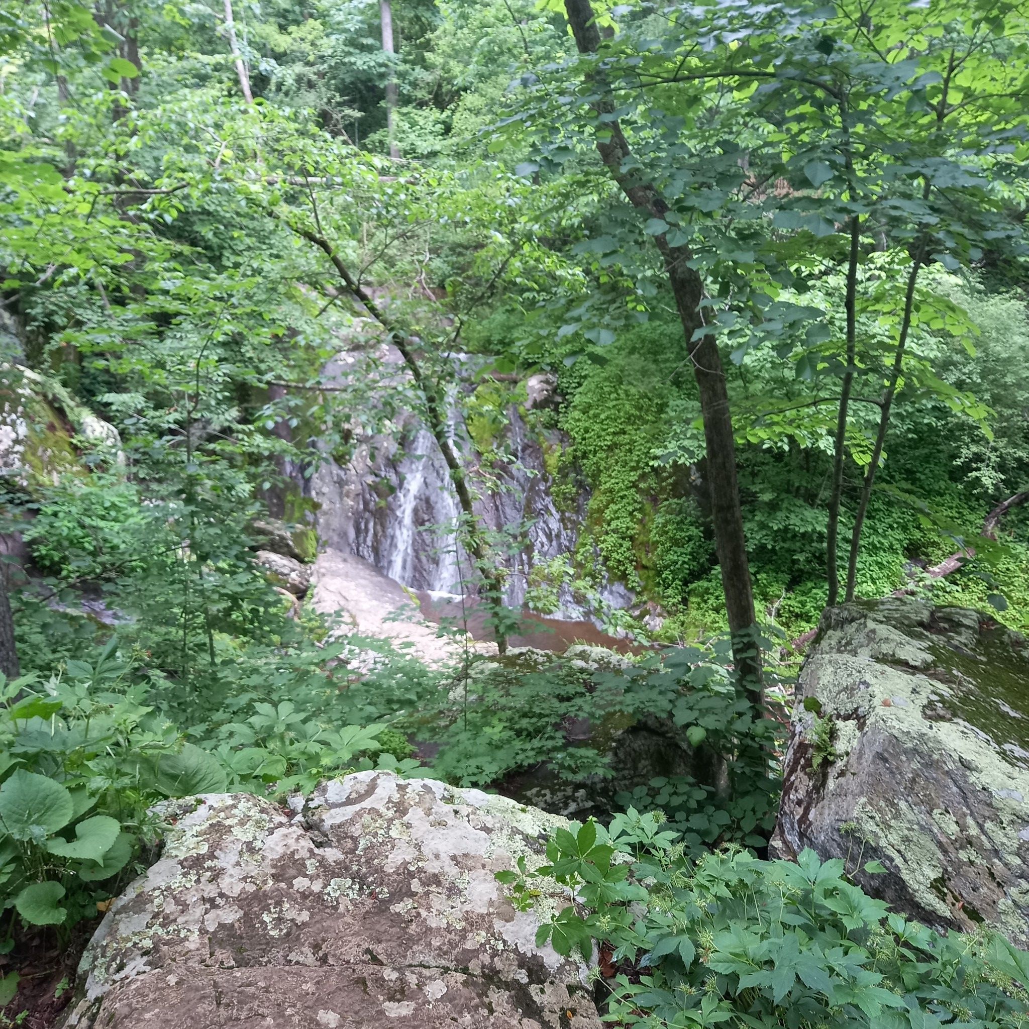 Lush green forest surrounds a small waterfall cascading over mossy rocks. - Jones Run Trail