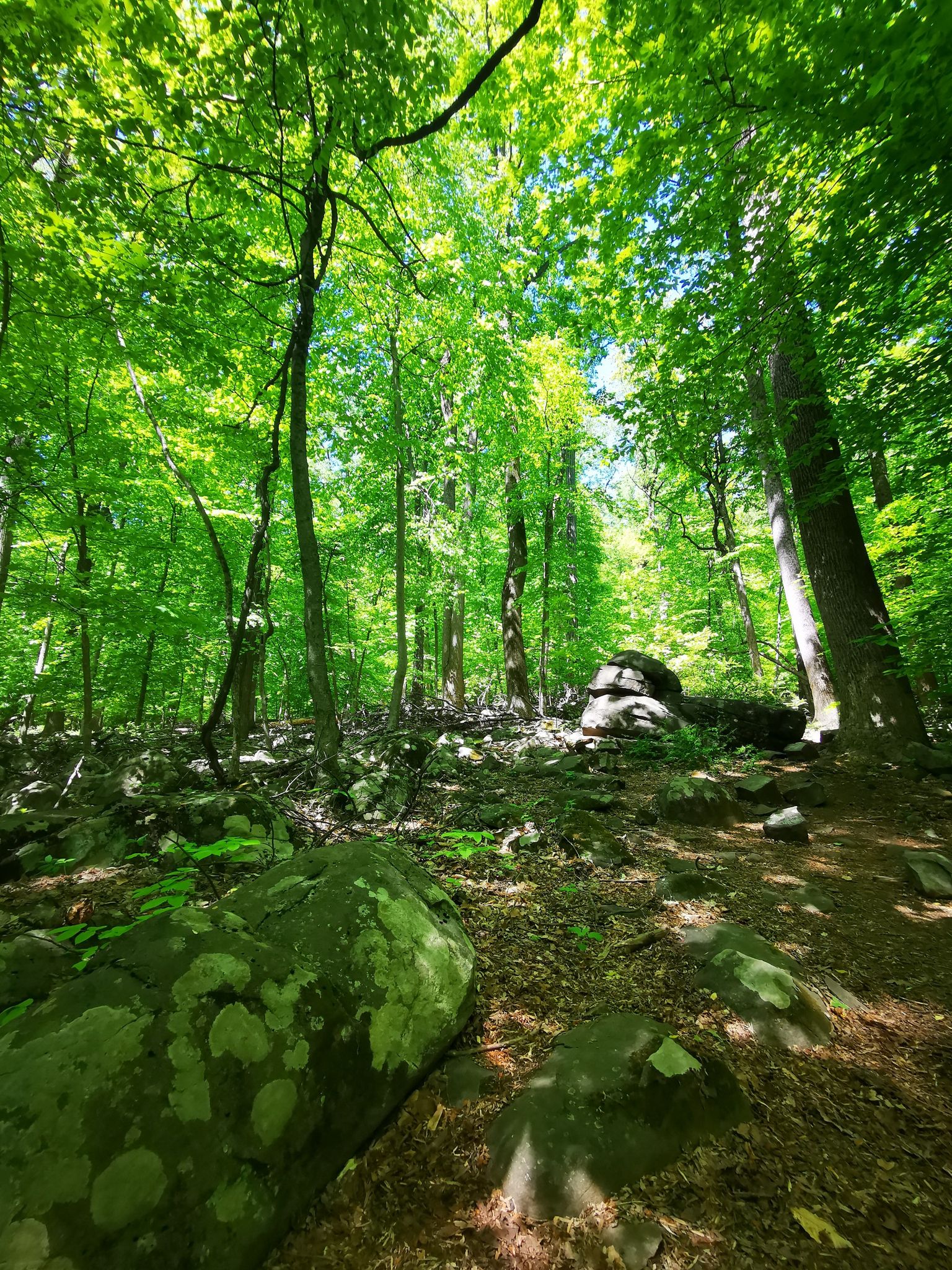 Large mossy rocks on a sun-dappled forest floor with dense green trees. - Devils Half-Acre Trail