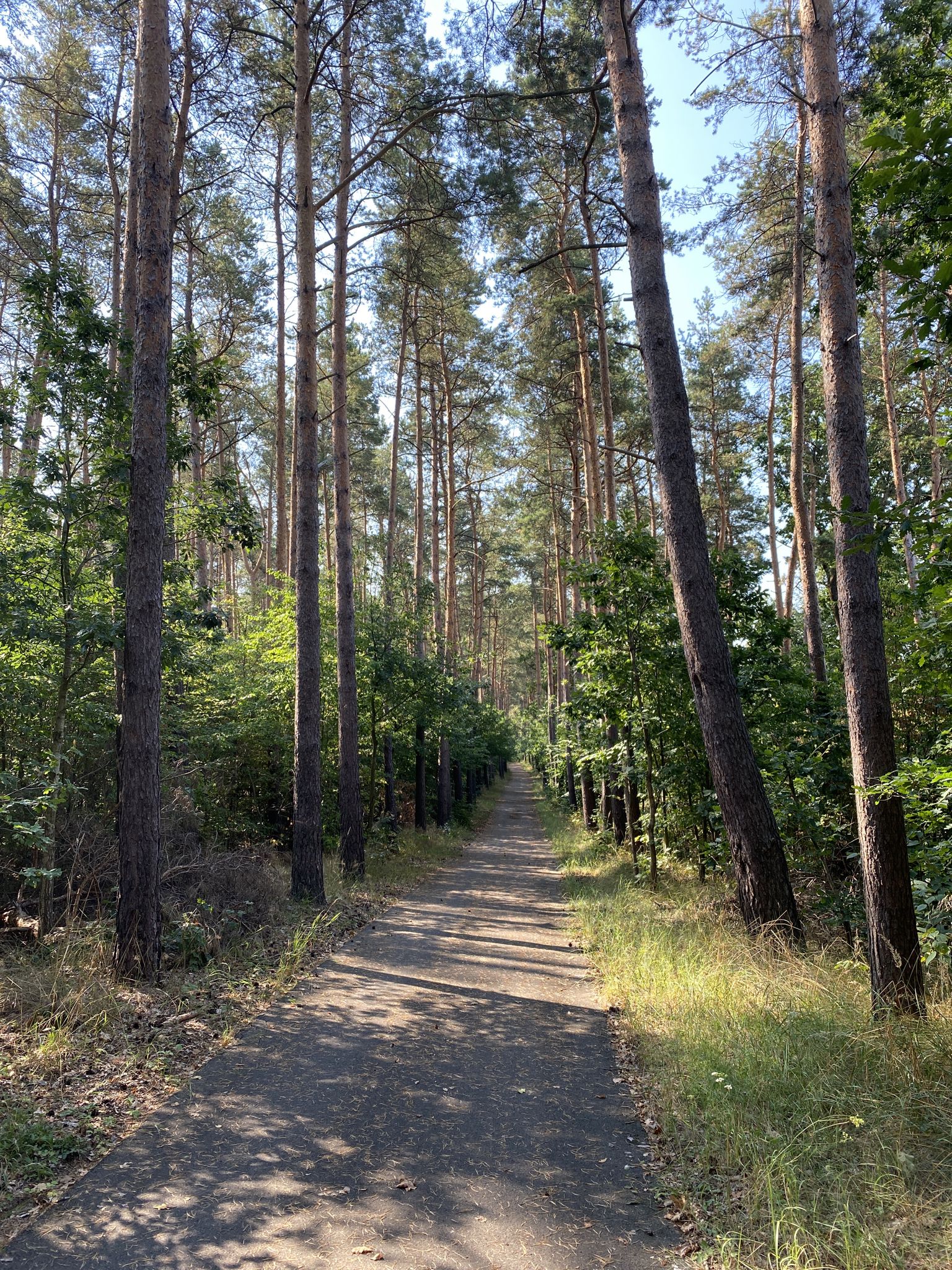 Radweg durch den Wald