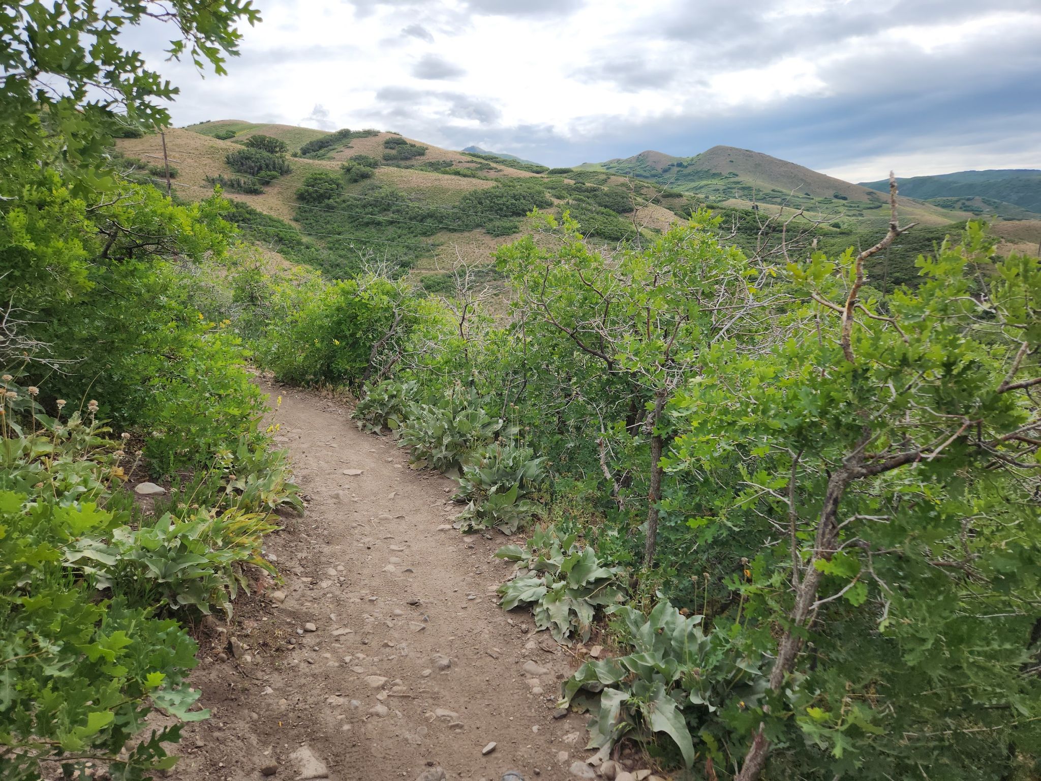 Winding dirt trail through green bushes on rolling hills under cloudy sky. - Wasatch Steeplechase