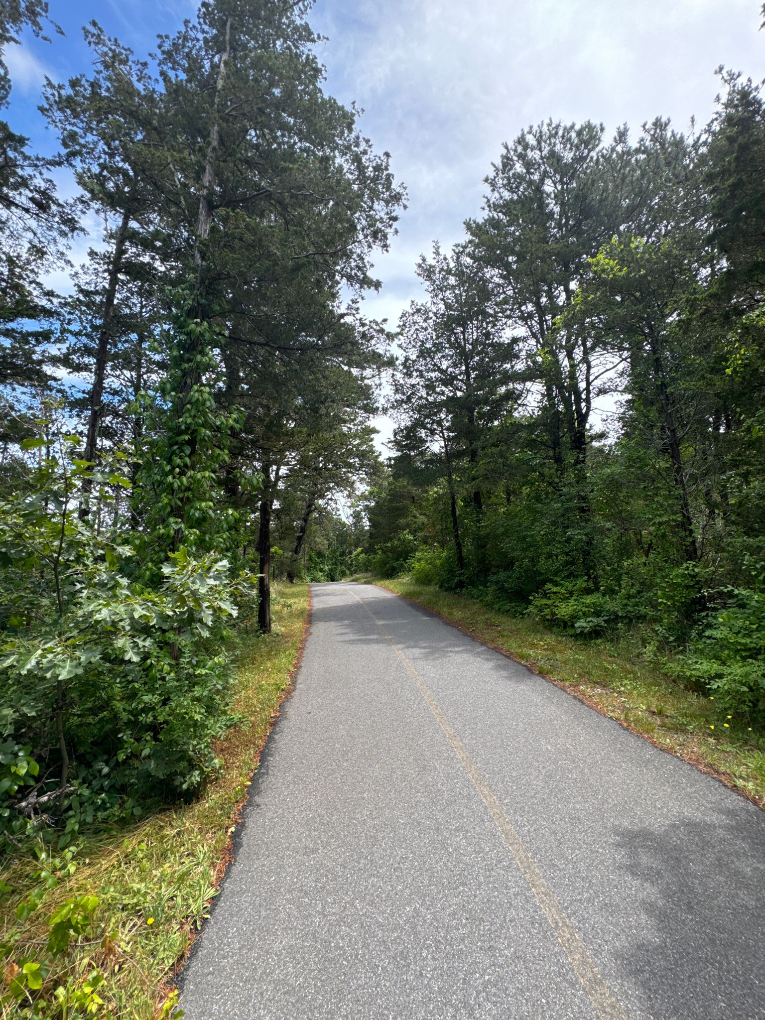 Paved path winding through a tall, dense green forest on a bright day. - Nauset Bicycle Trail – Nauset Marsh loop from Cape Cod National Seashore