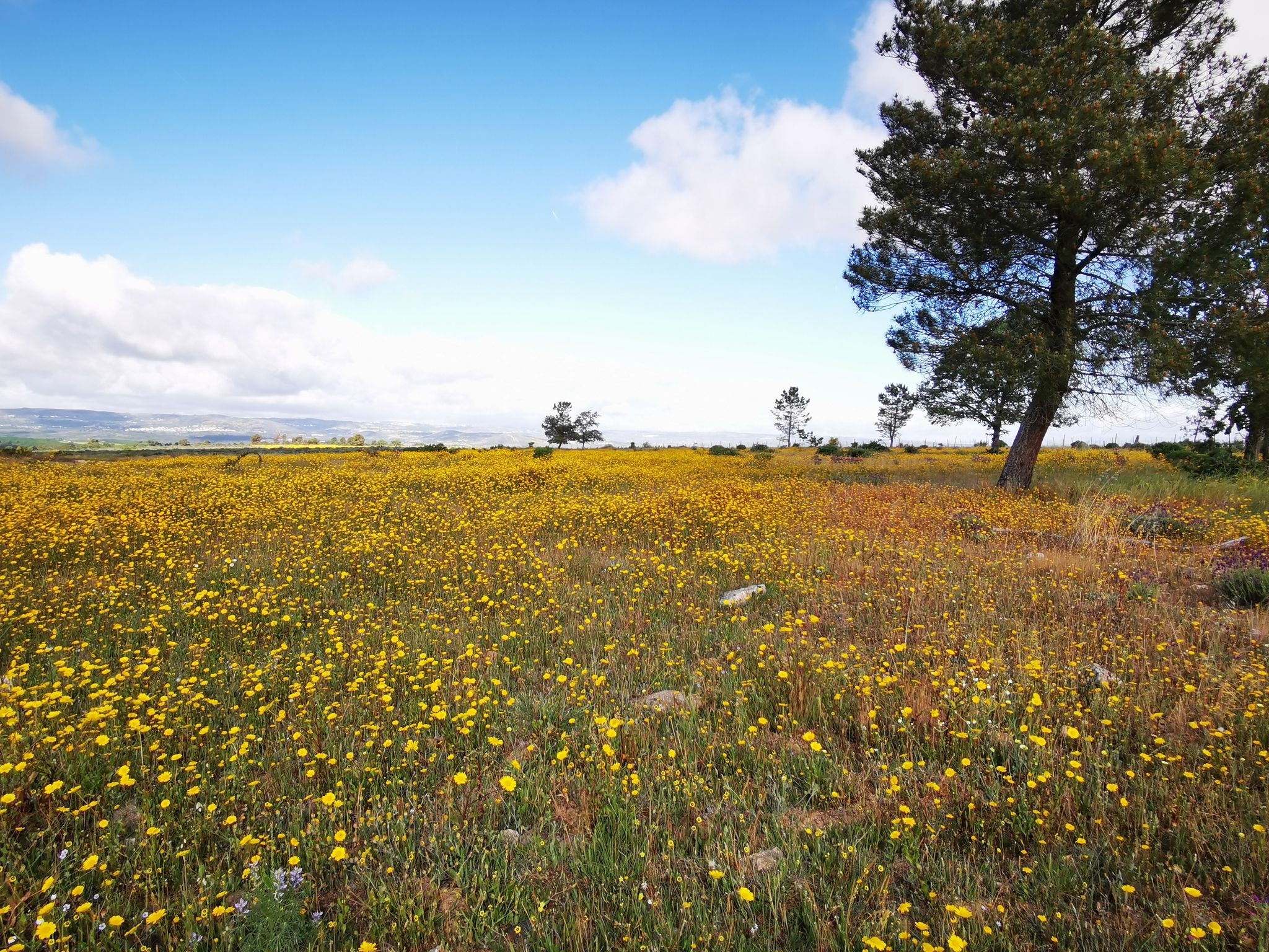 Frühlingsblumen, soweit das Auge reicht