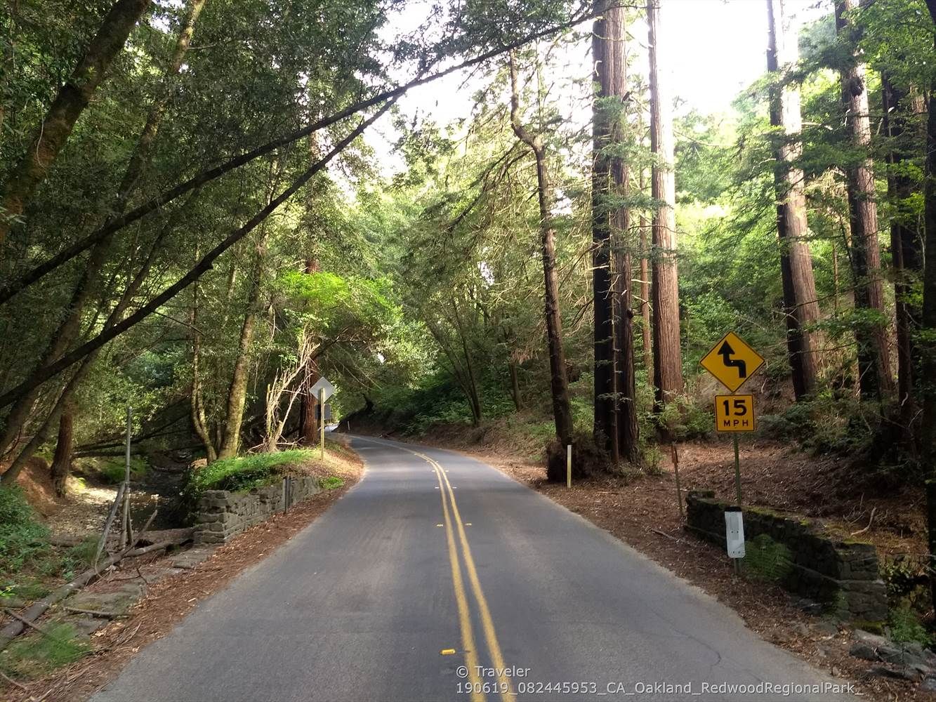 A paved road winds through a tall redwood forest with a curve sign. - Rockridge BART to Canyon Redwoods Grove loop