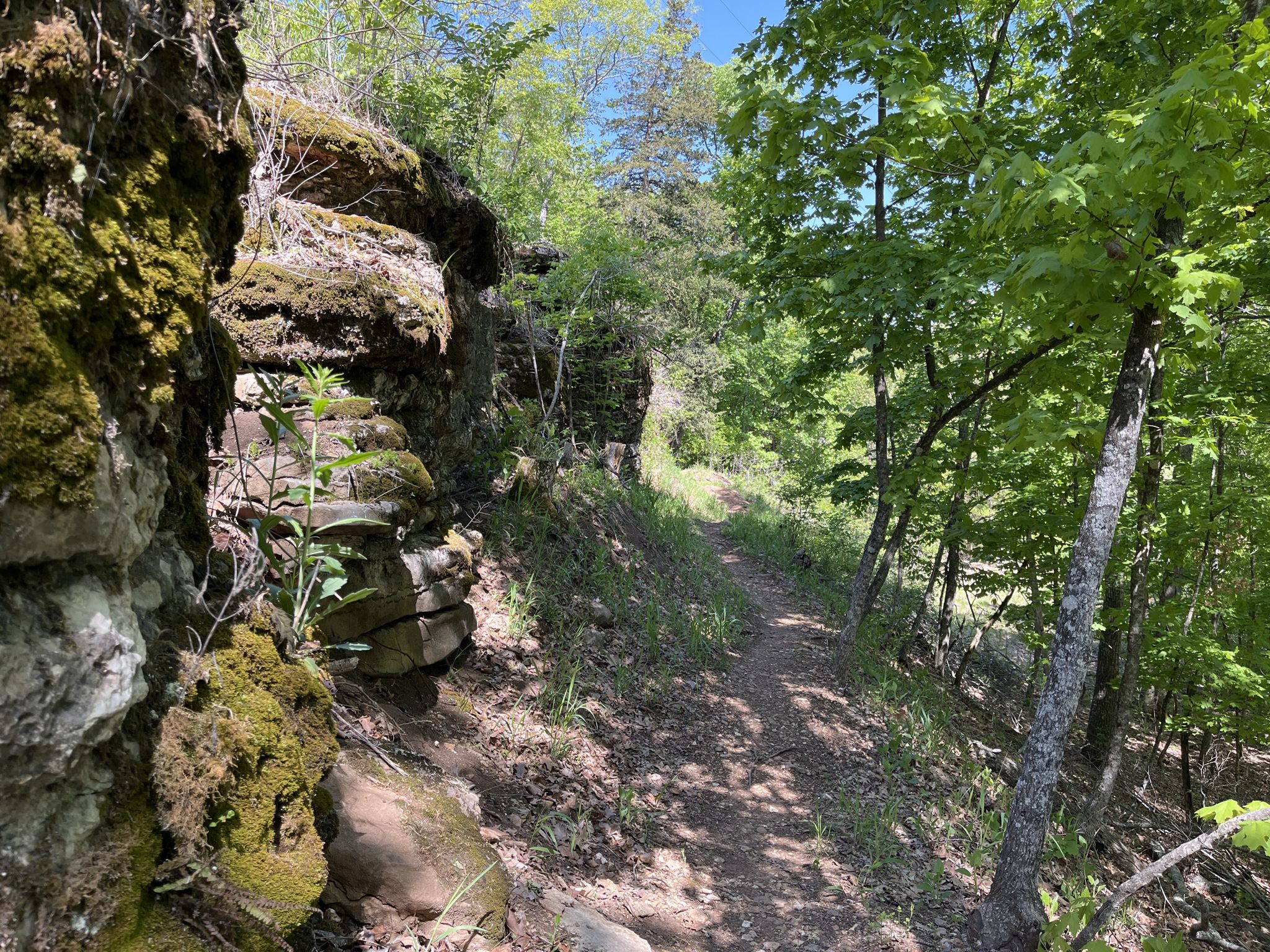 A narrow dirt path winding alongside moss-covered rock formations in a sunny forest. - Lake Leatherwood XC Tour Loop