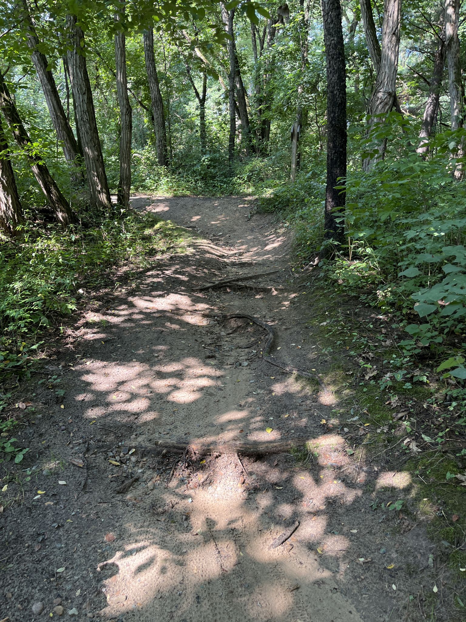 A dirt path with exposed tree roots and dappled sunlight in a forest. - Brighton State Recreation Area loop from Brighton