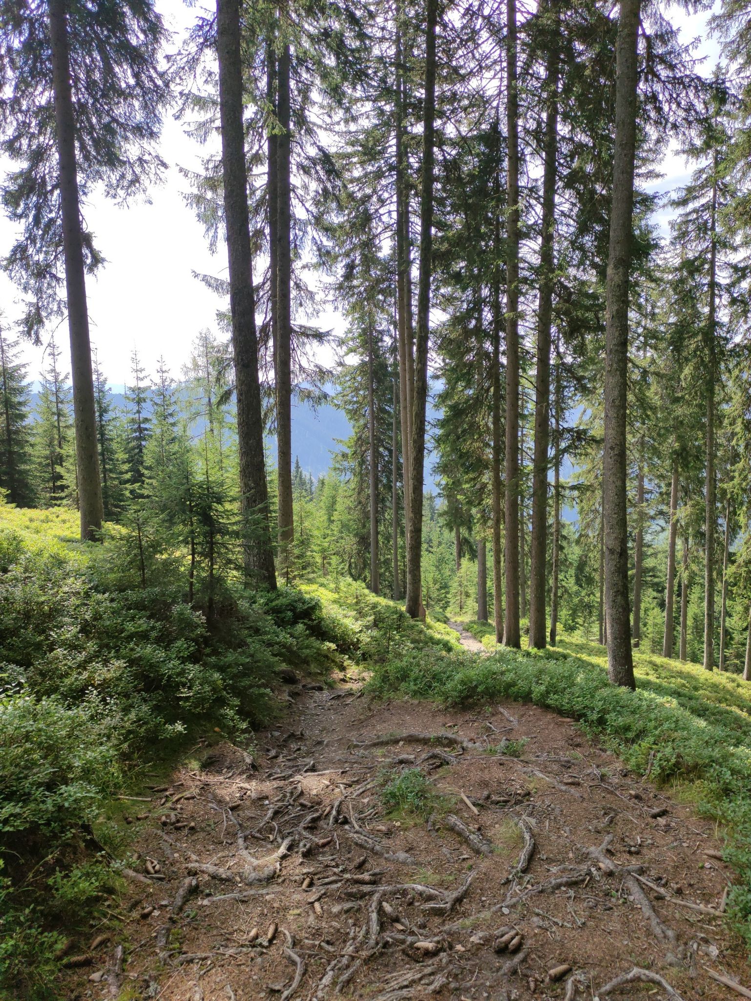 Einsam im Wald