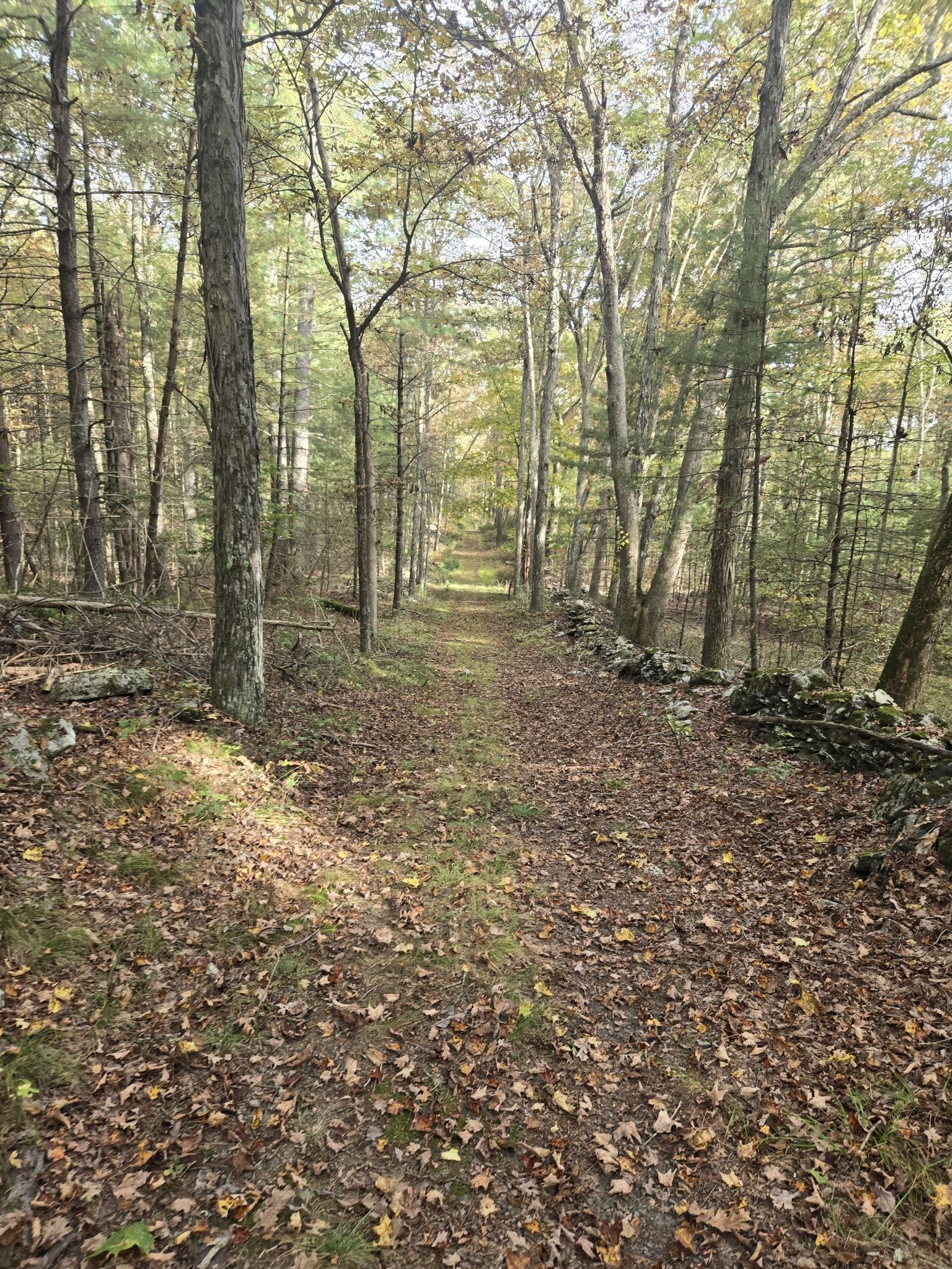 A leaf-covered path through a sunlit forest, flanked by trees and a stone wall. - Conashaugh View Loop Trail