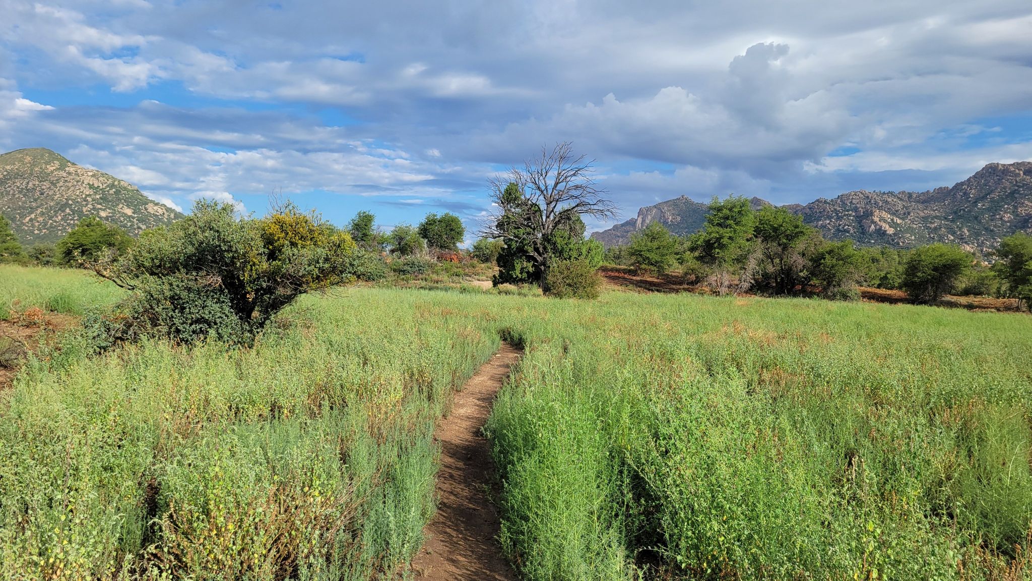 Narrow dirt path through tall green grass, leading to distant trees and mountains. - Balancing Rock Trail – Trail view loop from Yavapai Campground
