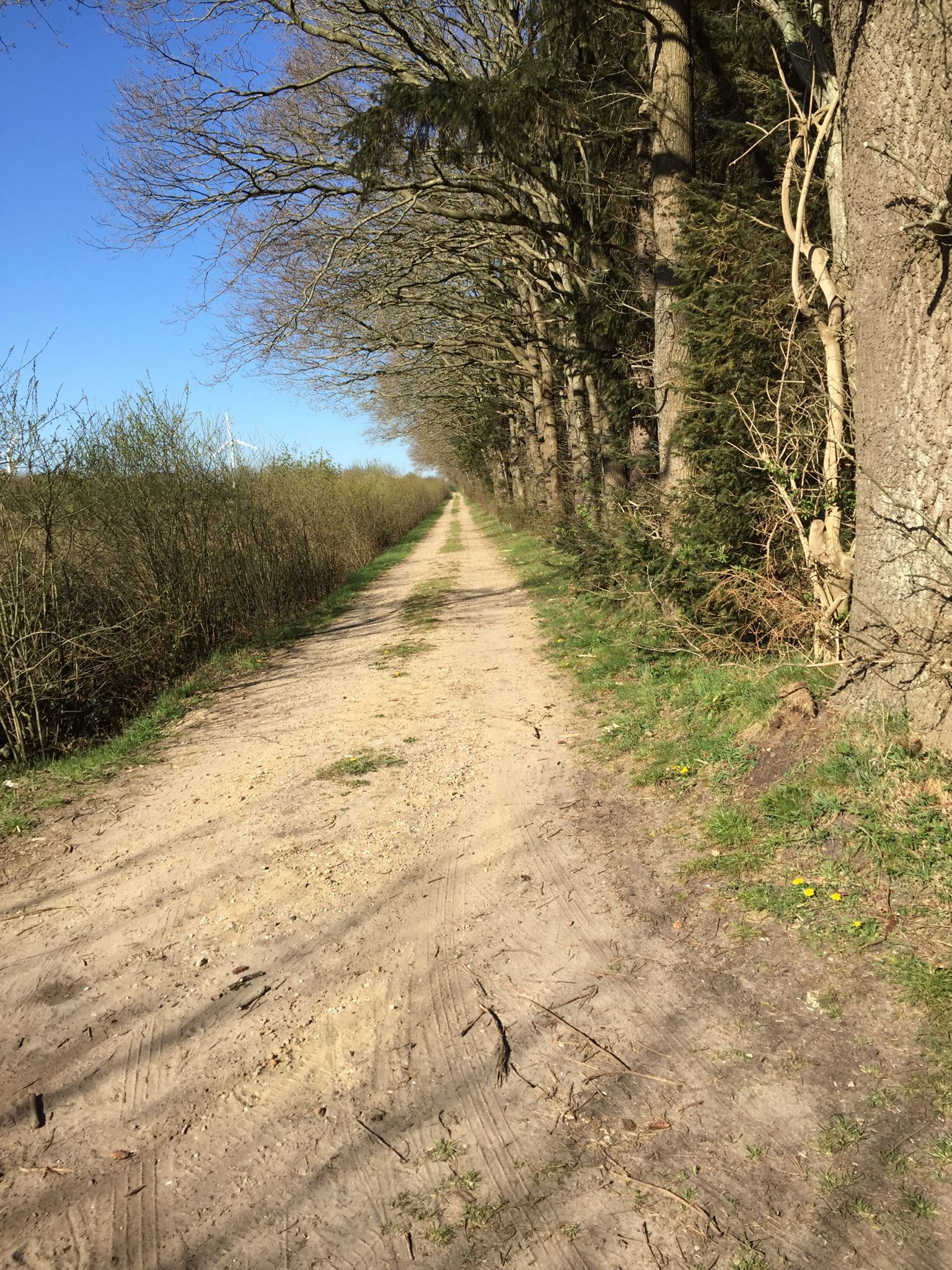 Links Streuobst- und Bienenwiese, rechts Wald. Wunderbar