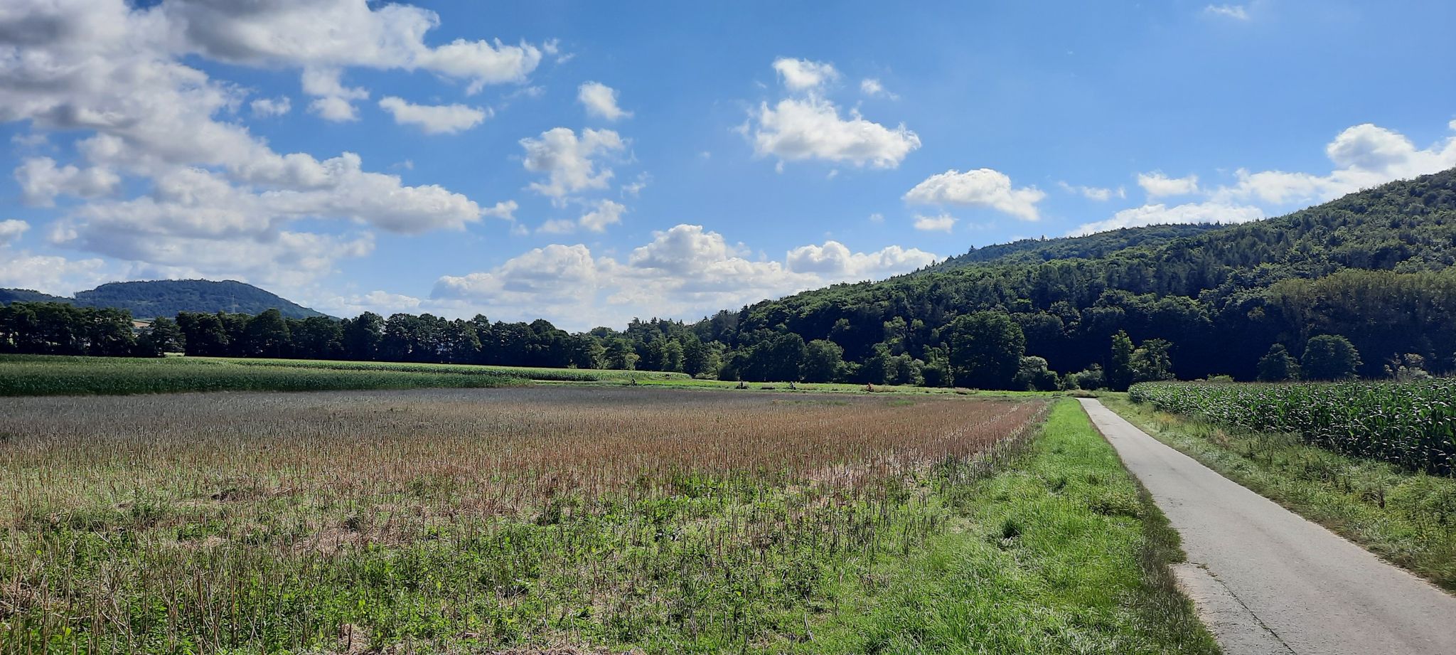 In den Feldern bei Bad Zwesten