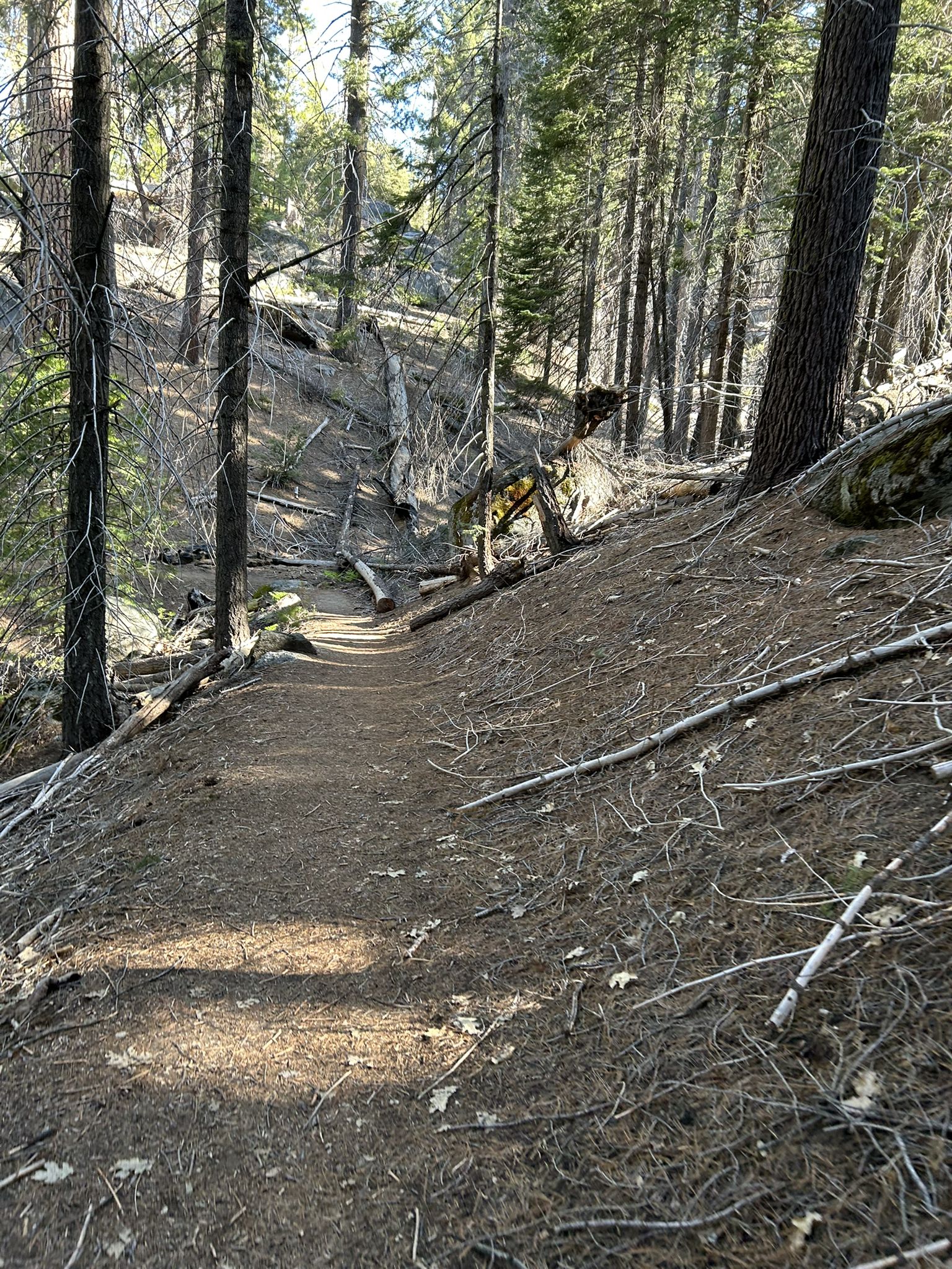 A sun-dappled dirt path winds through a dense pine forest. - Viola Falls