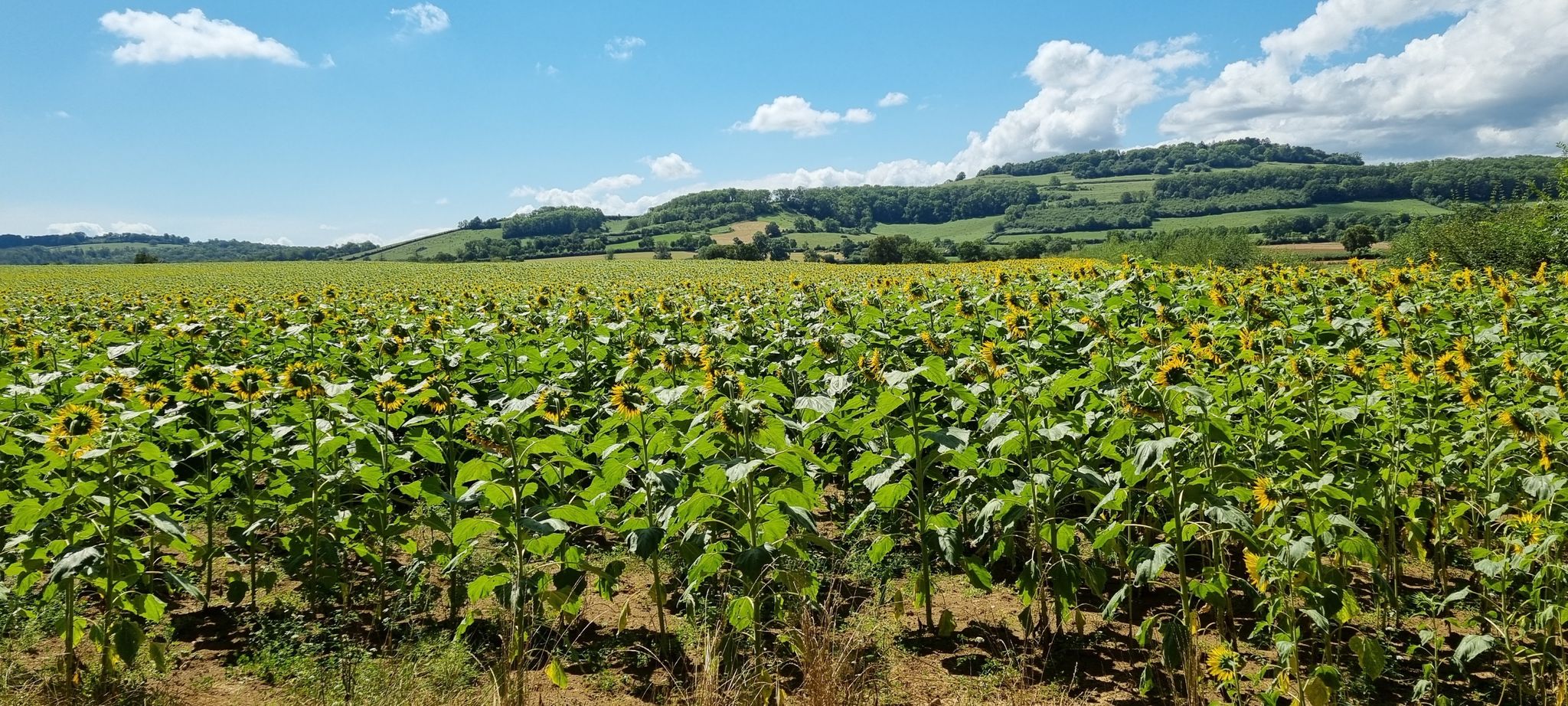 zonnebloemveld