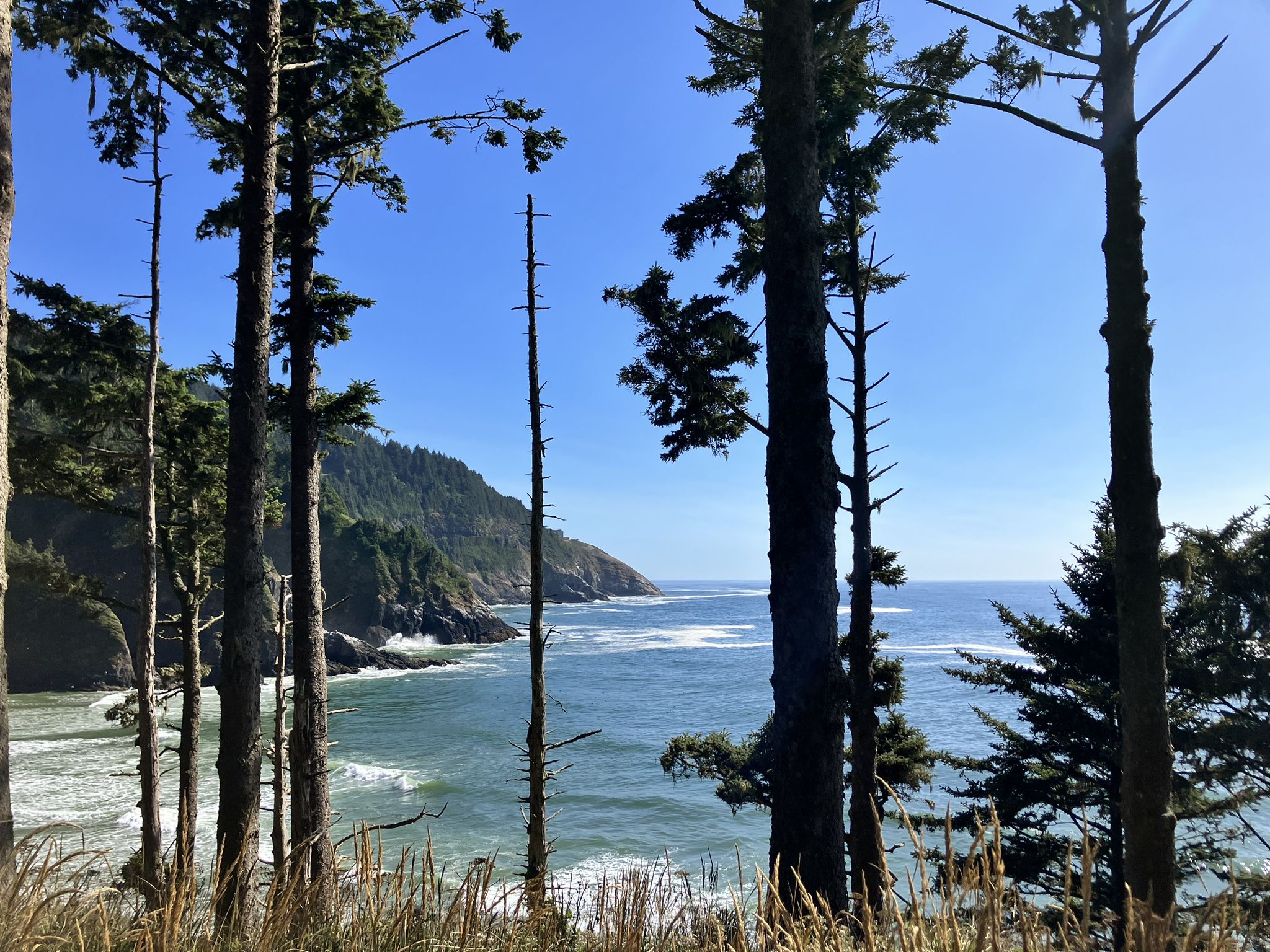 Ocean waves and rocky coastline visible through tall, dark green trees on a sunny day. - Heceta Lighthouse Trail
