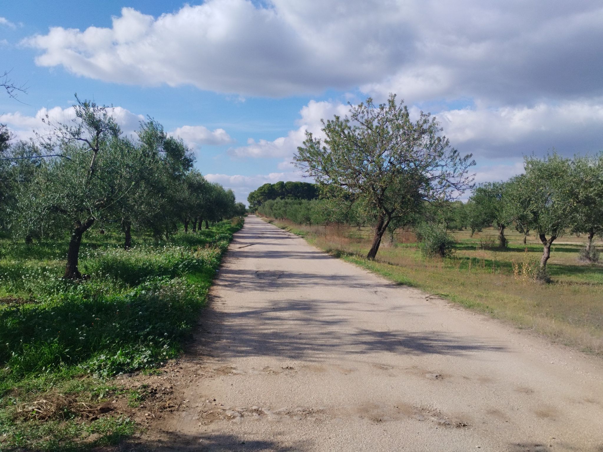 kleine Straße, Oliven, ohne Mauern