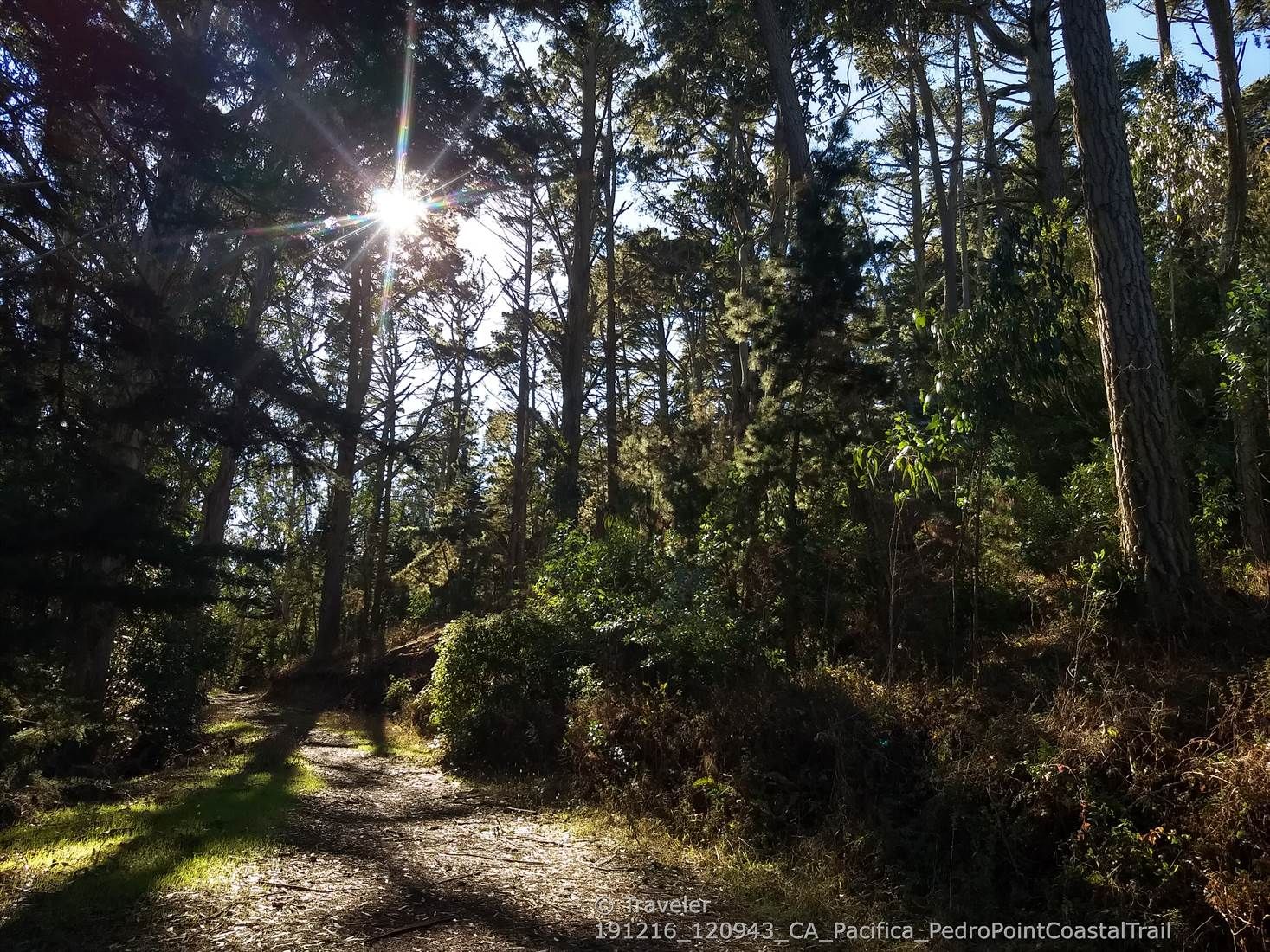Sunburst through tall trees illuminating a forest path with dappled light. - Ace and Middle Ridge Trail