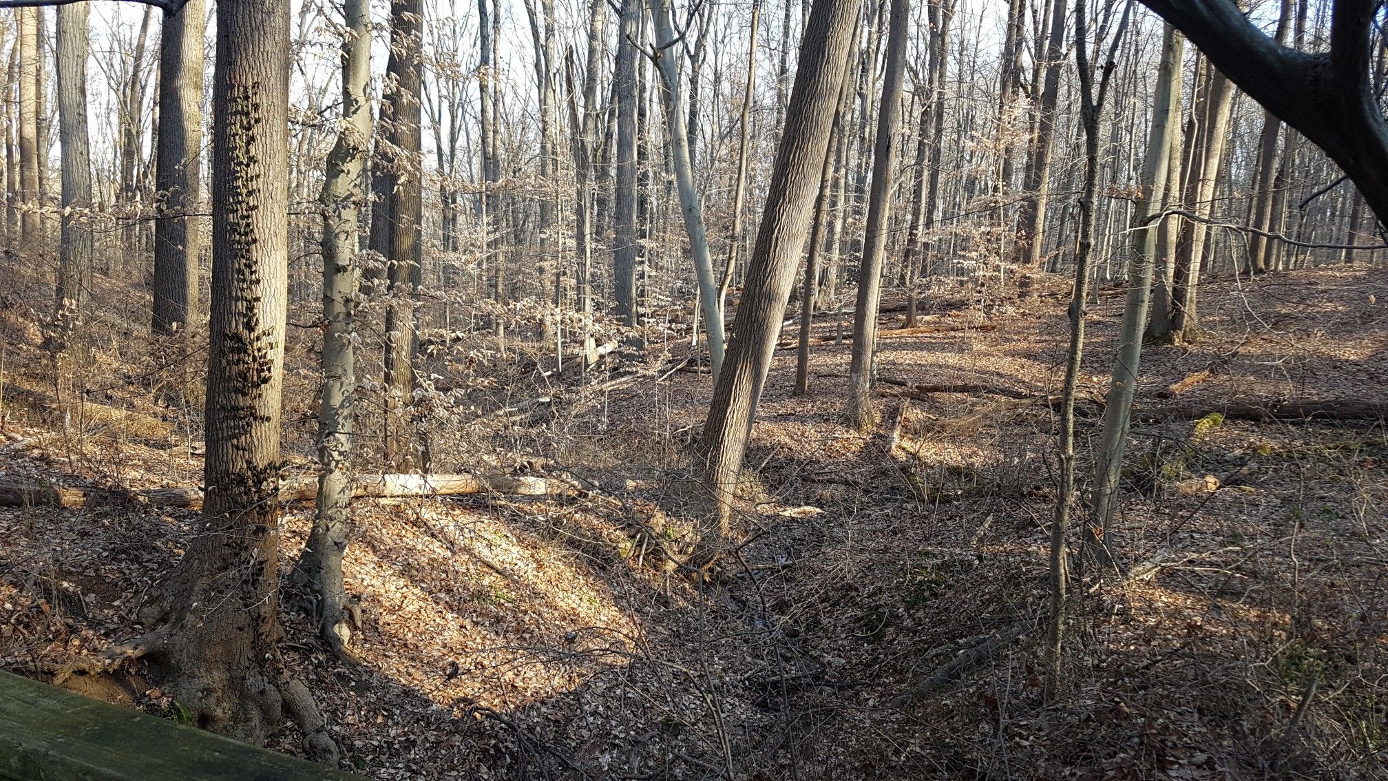 Sunny forest with bare trees, fallen leaves, and a small ravine. - Whitely Farms loop from White Clay Creek Preserve