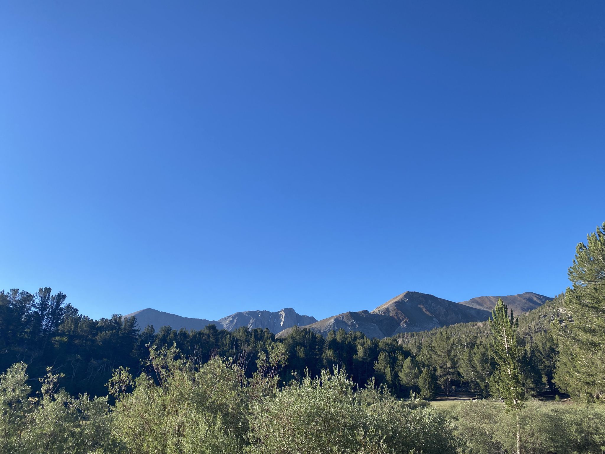 Distant mountains rise above a dense forest under a clear blue sky. - Dorothy Lake Loop