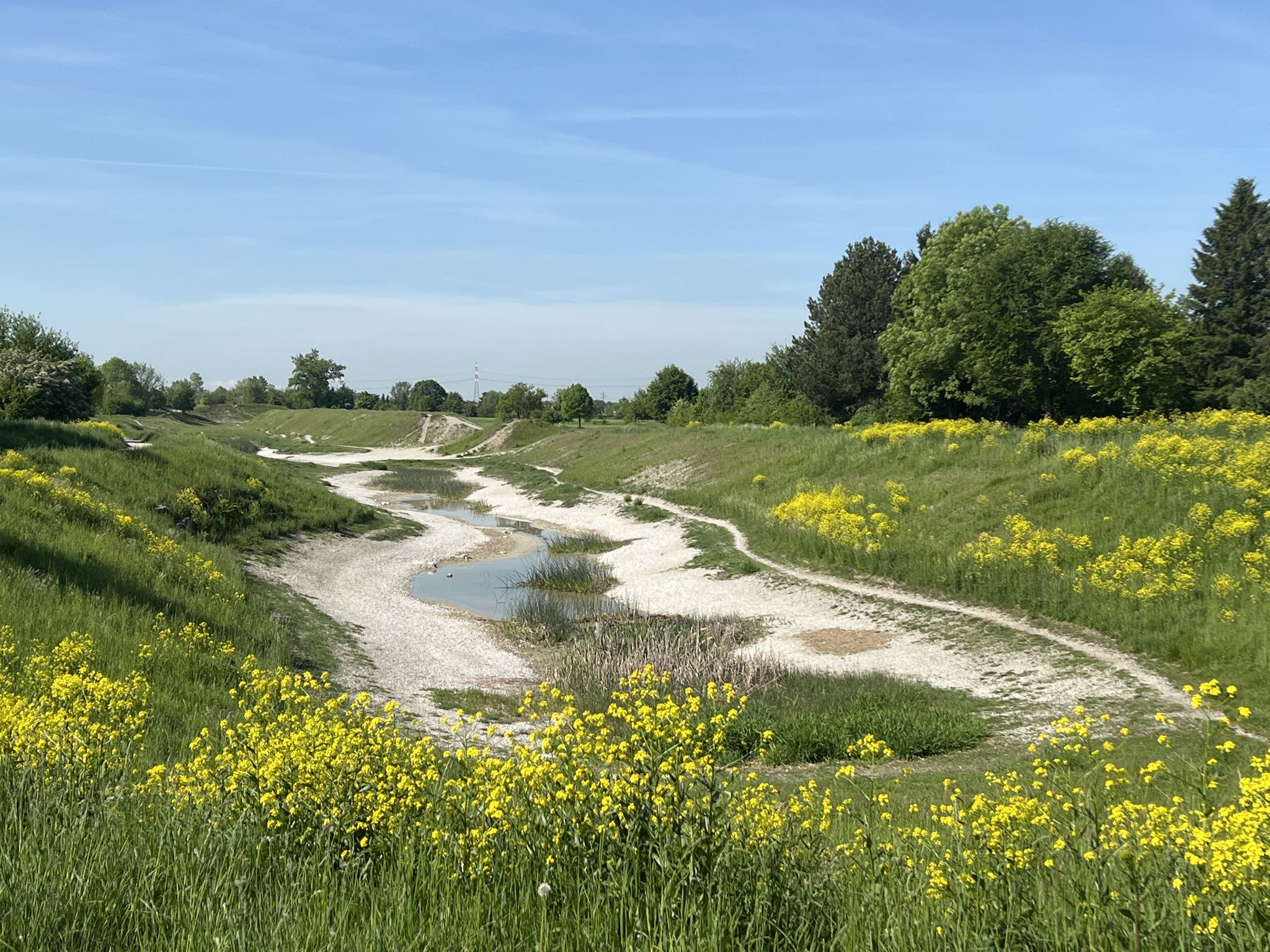 Trockenbiotop Kies Trasse Allach, aufgrund des gesunkenen Grundwasserspiegel fast ausgetrocknet