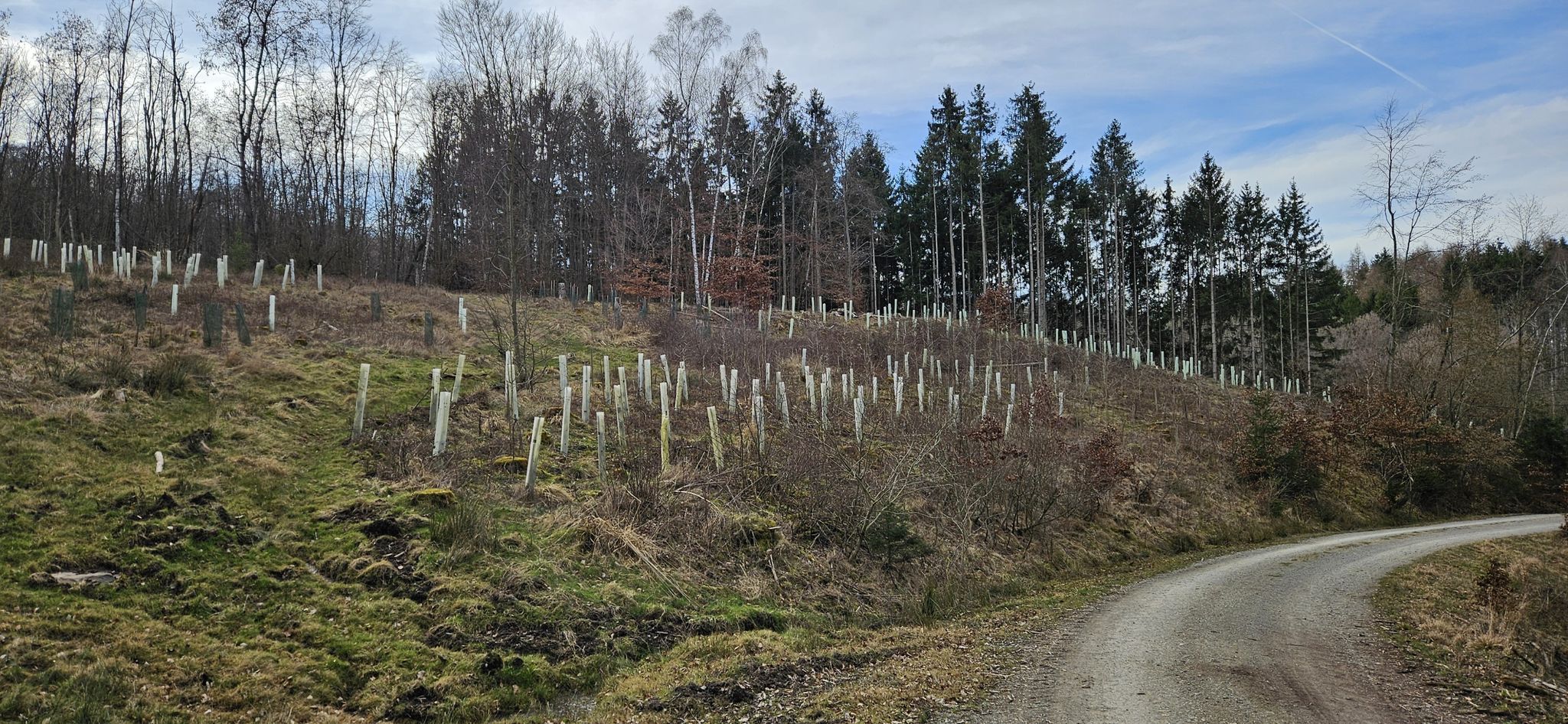 Hier war mal dunkler Wald
