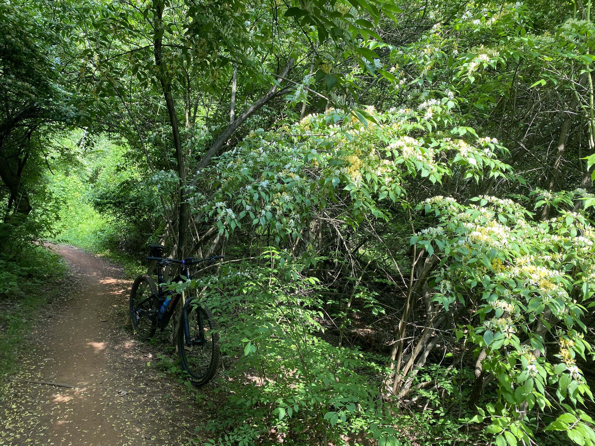 A mountain bike rests on a shaded dirt path in a lush green forest. - Blackwells Trail
