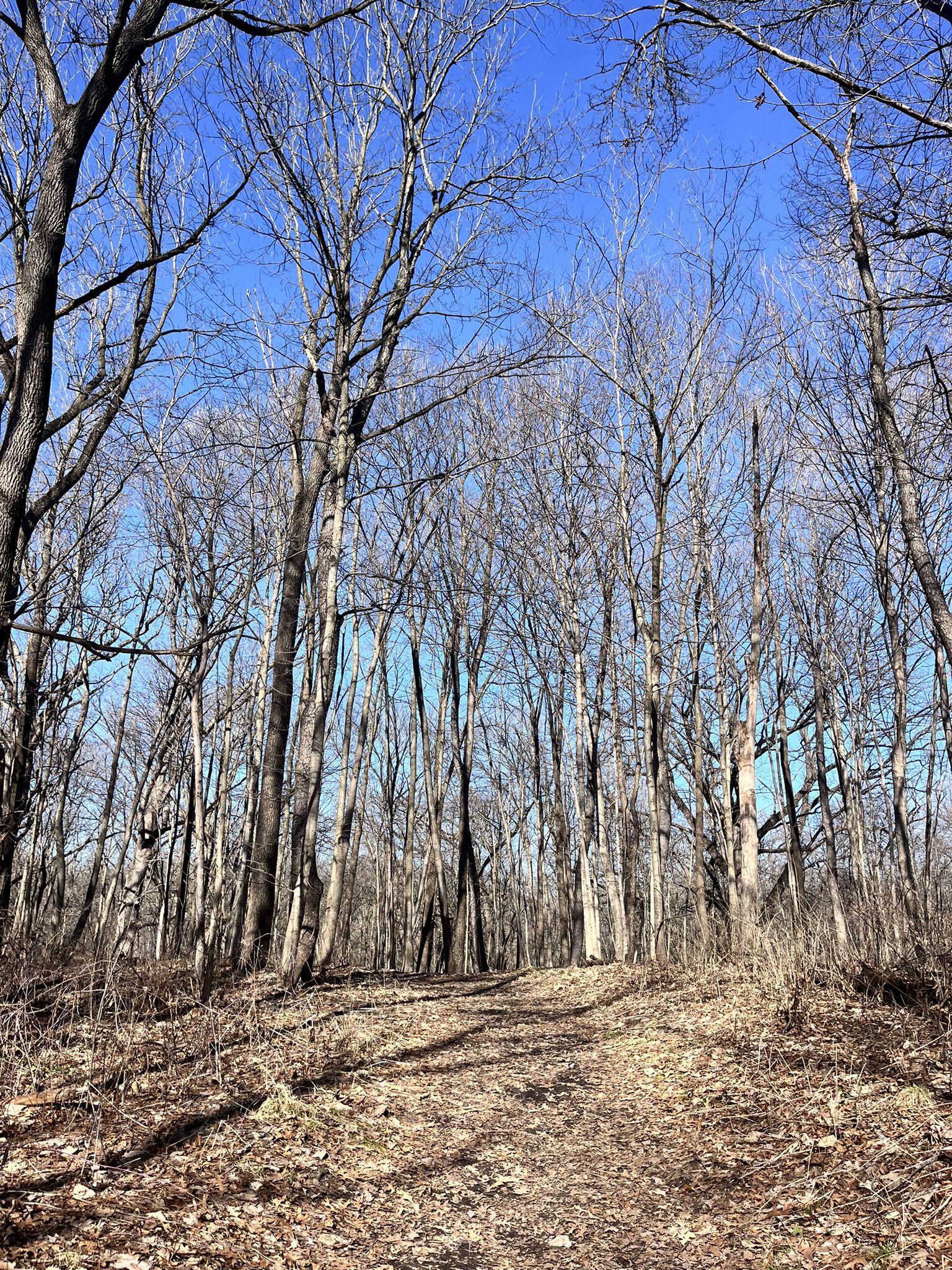 Sunlit dirt path through bare trees under a clear blue sky. - Horlock Hill Prairie Leroy Oaks Loop Trail