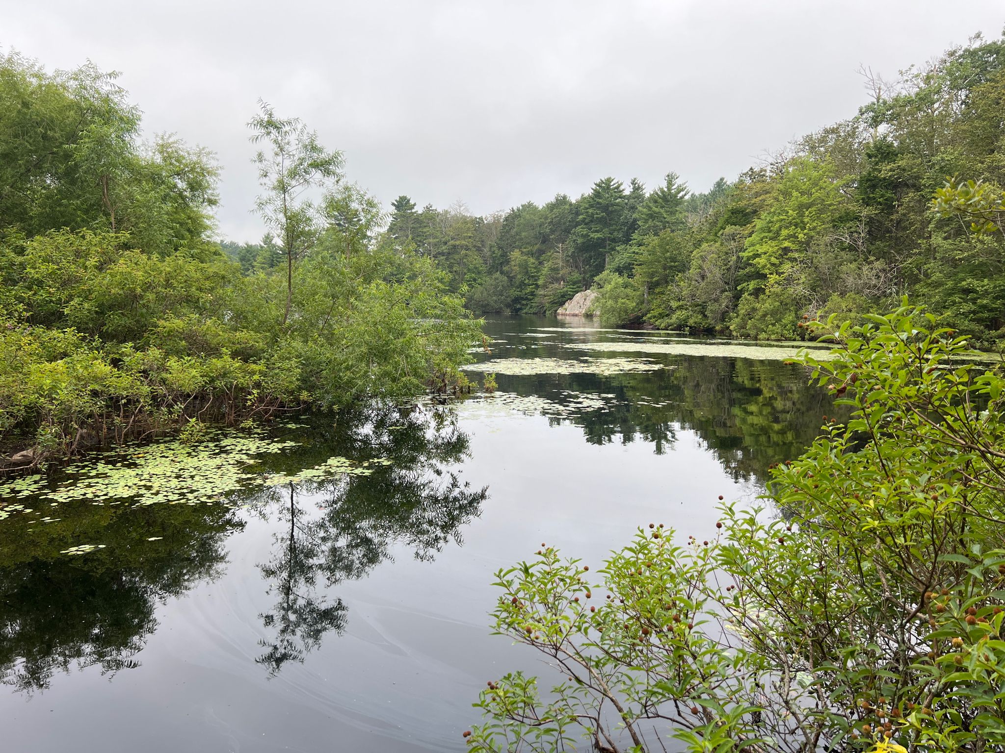 Serene pond with lily pads and green foliage under a cloudy sky. - Beer Run, Dirty Dozen, and Yah Mon! Loop