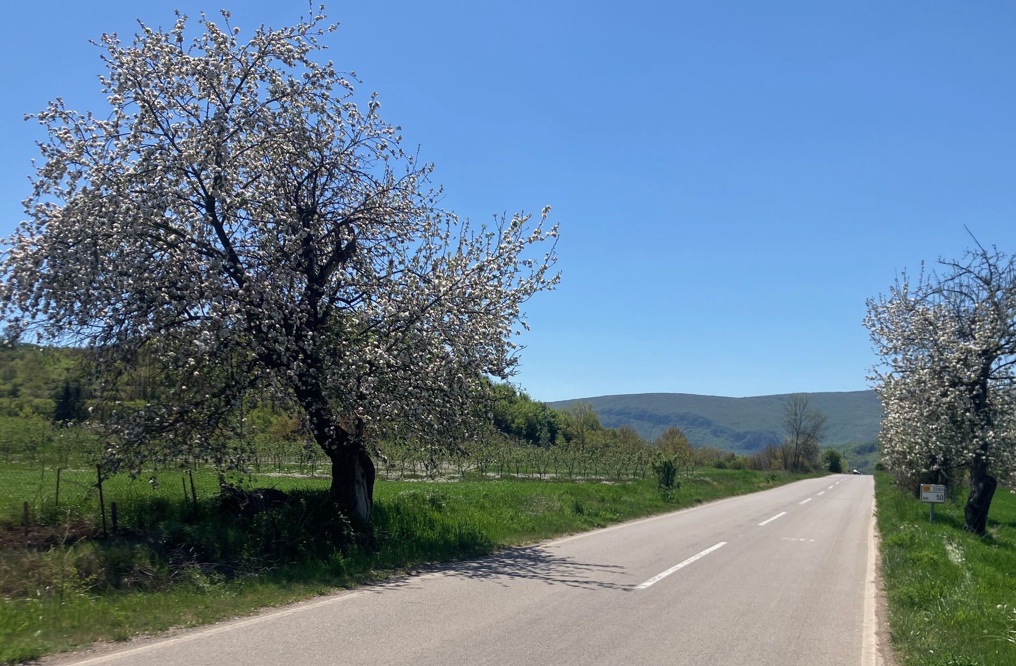 Frühling überall