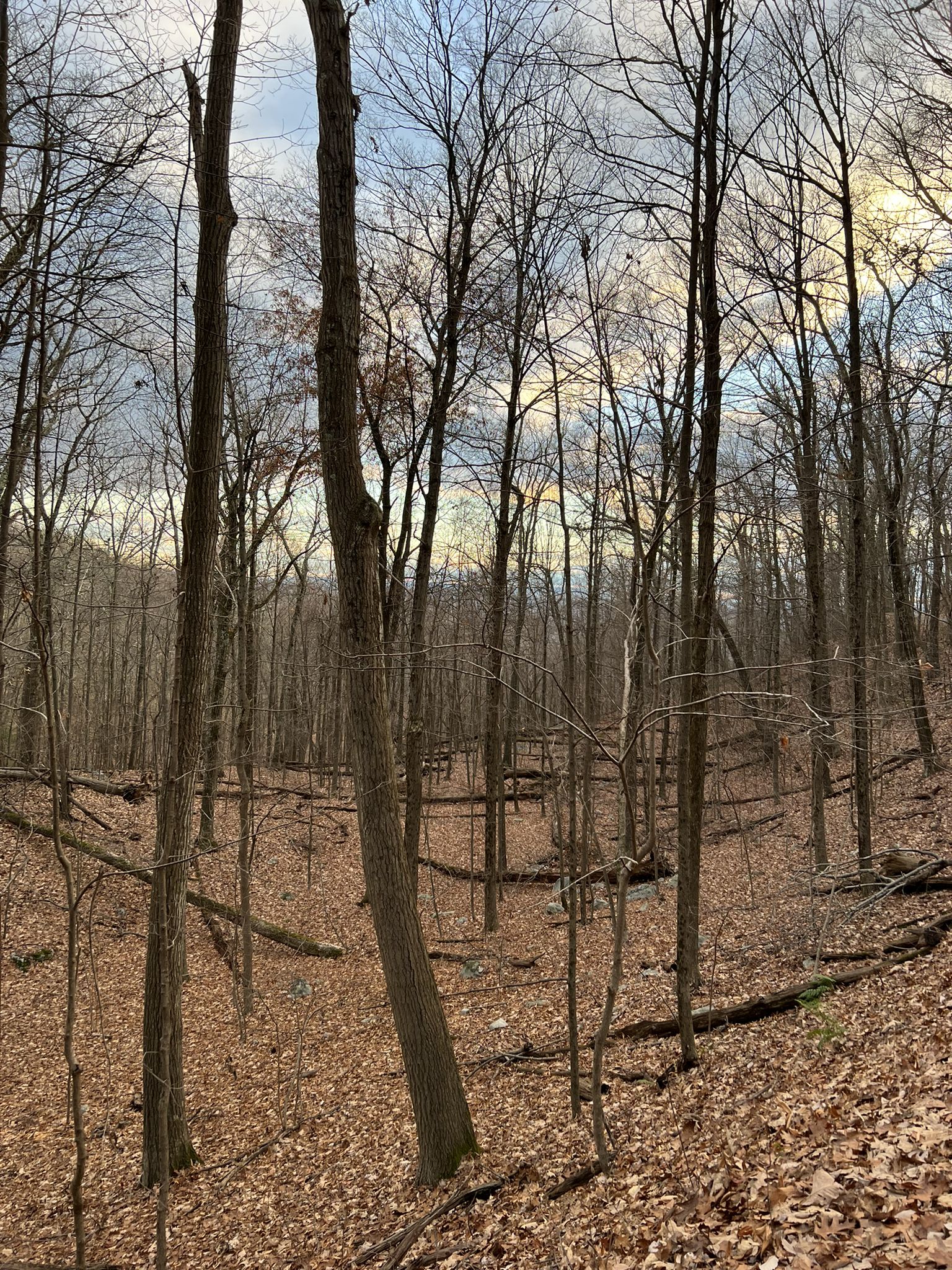A dense forest of bare trees with fallen brown leaves on the ground. - Overlook – Duck Pond loop from Breakfast Wall