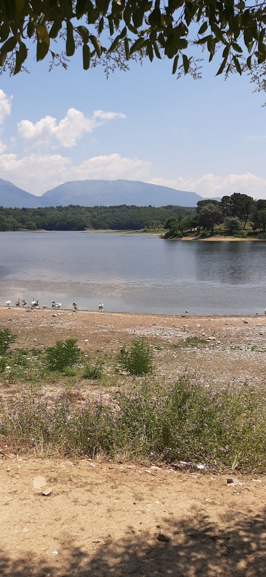 liqeni tiranes