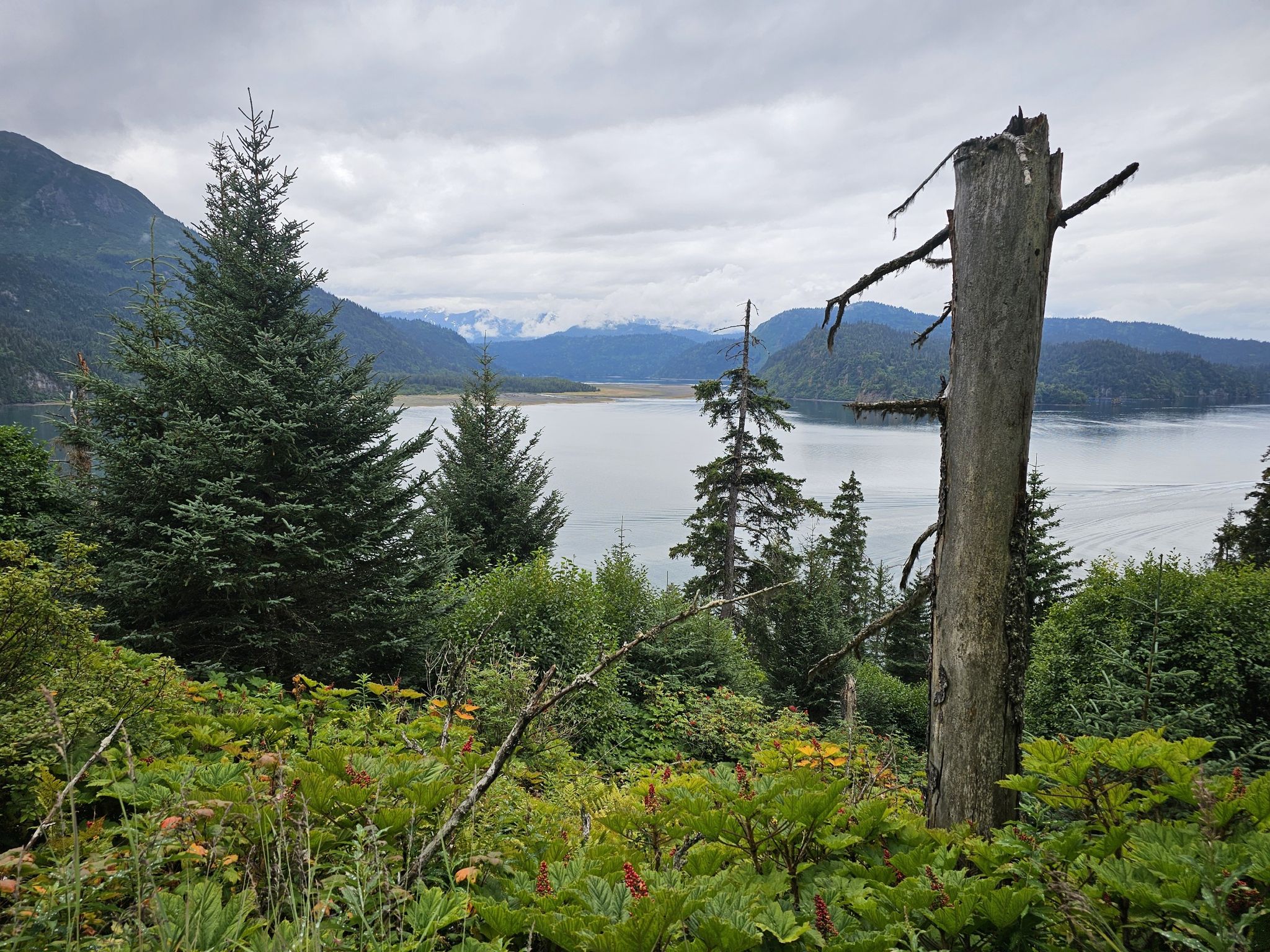 Overcast view of a lake, forested mountains, and a prominent dead tree. - Grewingk Lake and Saddle Trail