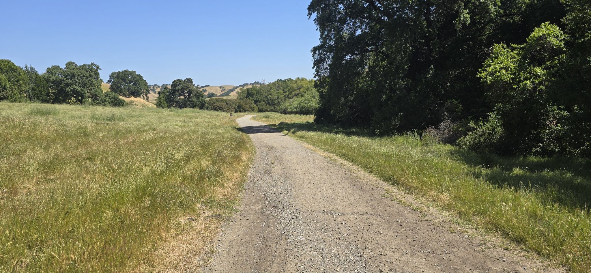 A dirt path winds through sunny green fields with trees and distant hills. - Diablo View and Alhambra Creek Trail Loop