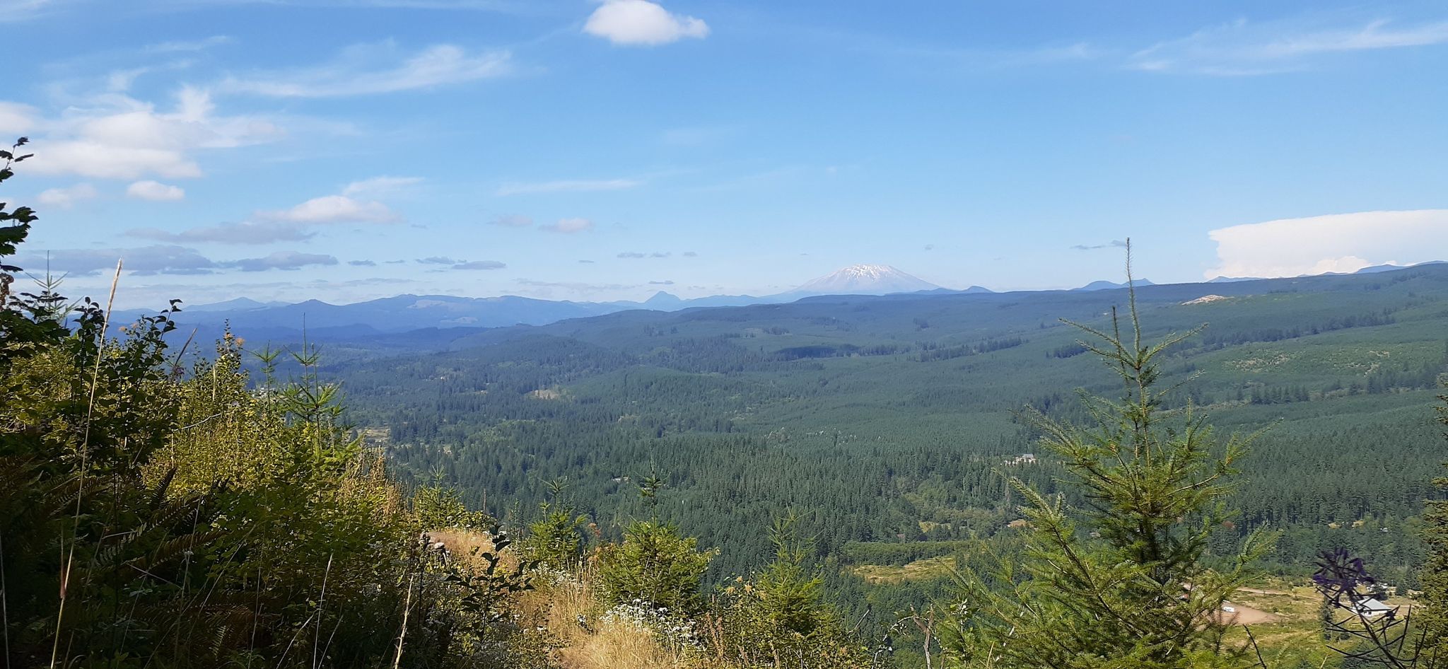 Sunny panoramic view of a vast green forest and distant snow-capped mountain. - East Fork Lewis River – Moulton Falls and Bridge loop from Moulton Falls Regional Park