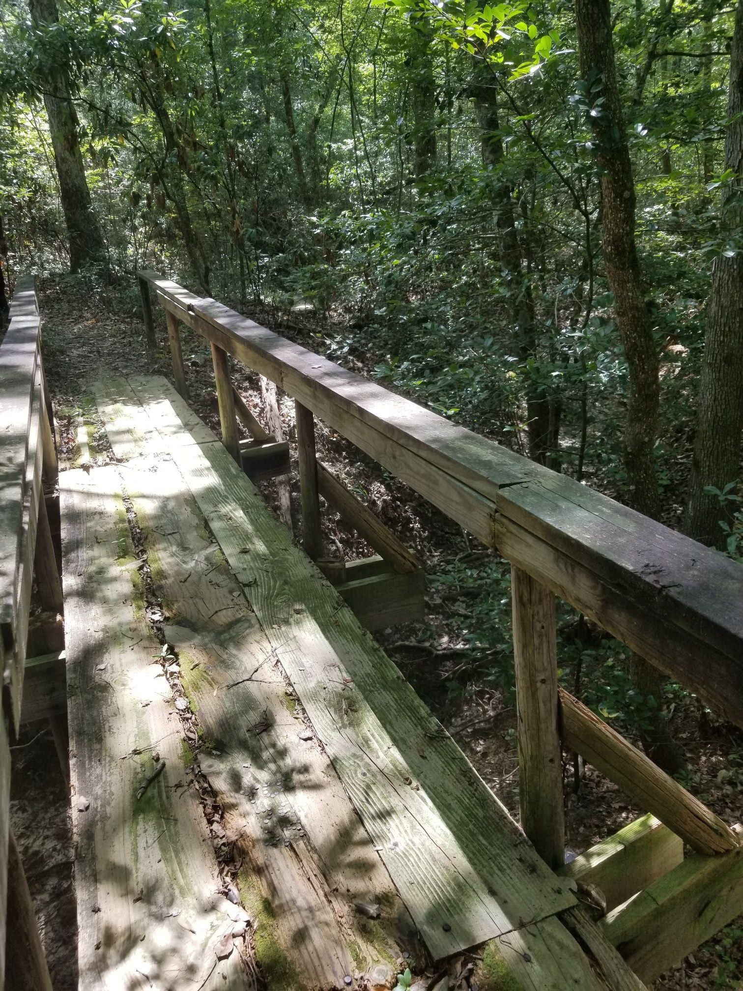 Wooden boardwalk with railings winding through a sun-dappled green forest. - Lone Star Hiking Trail: Magnolia Section