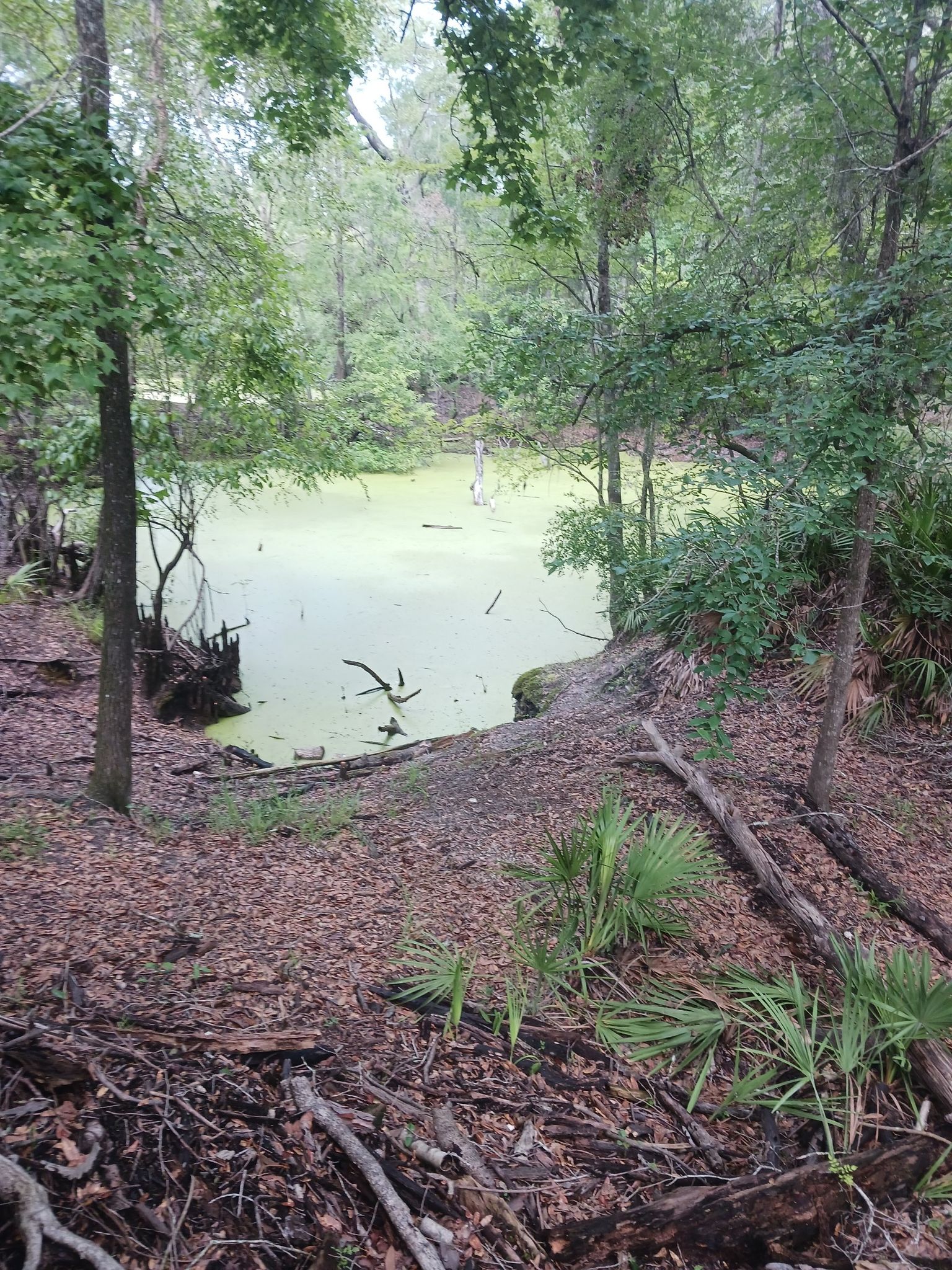 Overcast view of a green, algae-covered pond from a wooded, leaf-strewn bank. - River Sink Trail