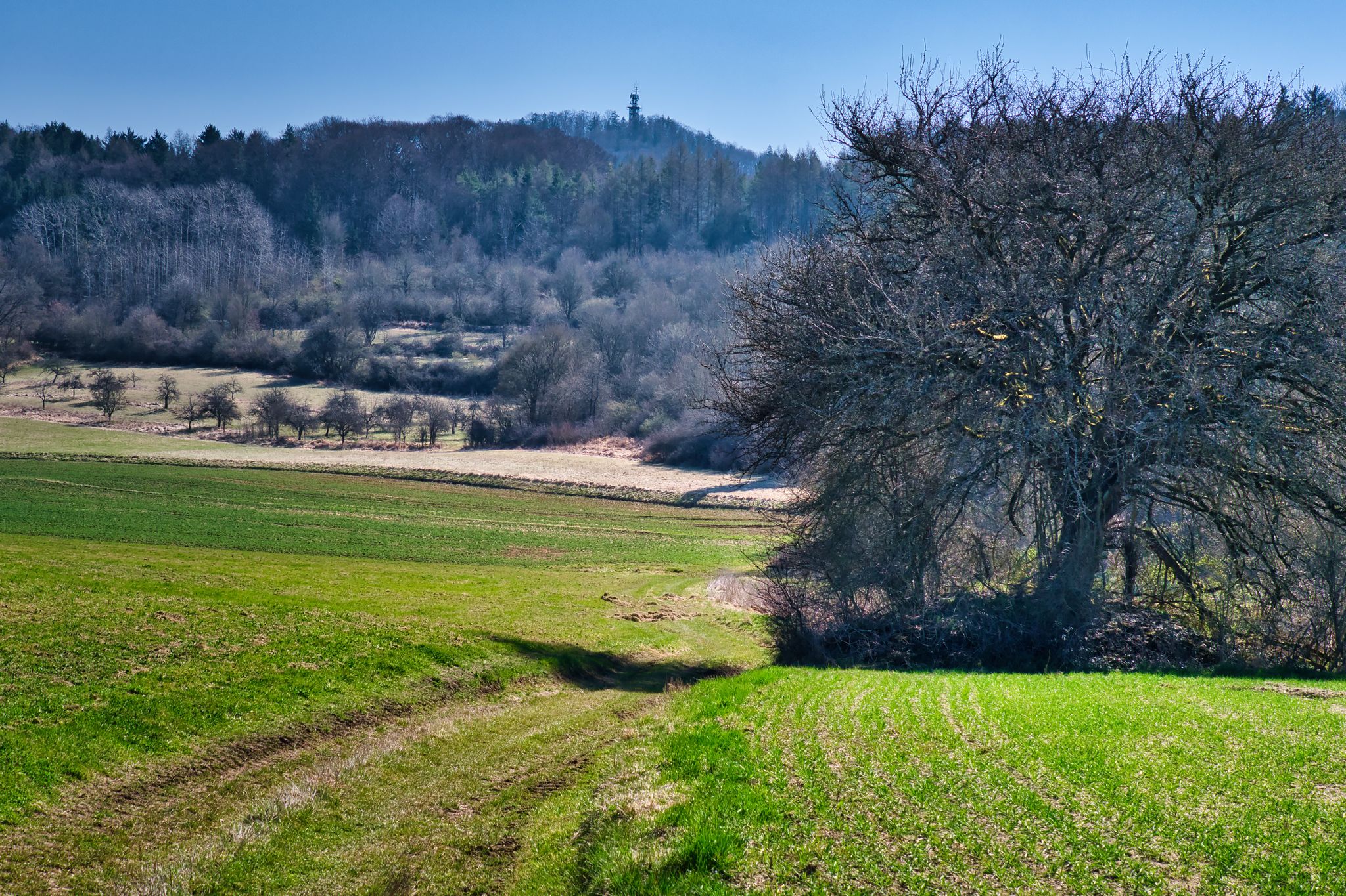 Schöner Apfelbaum und Ossingerturm im Hintergrund